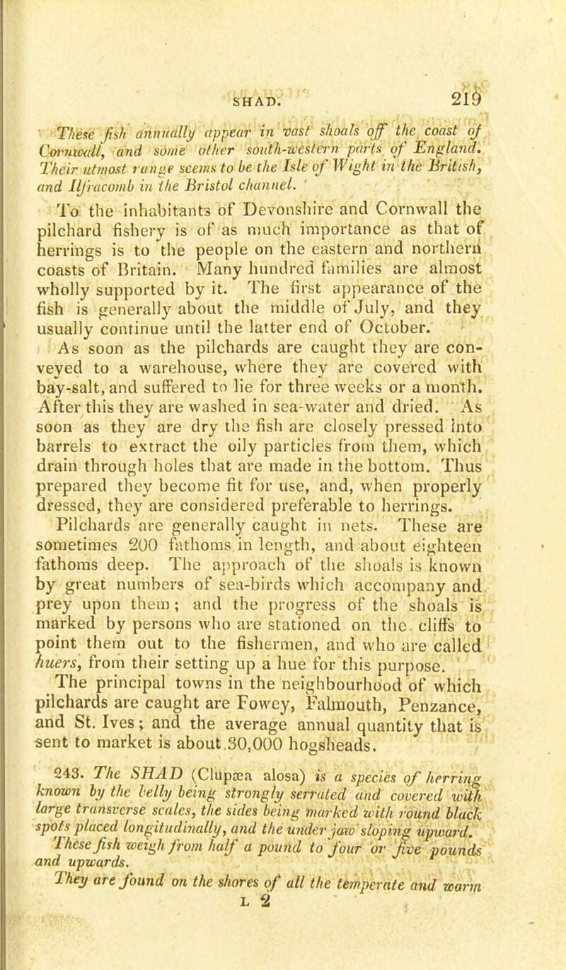 These fish annually appear in vast shoals off the coast oj Corutixdi, and some other south-western parts of England. Their utmost range seems to be the Isle of Wight in the British, and Ilfracomb in the Bristol channel. ' To the inhabitants of Devonshire and Cornwall the pilchard fishery is of as much importance as that of herrings is to the people on the eastern and northern coasts of Britain. Many hundred families are almost wholly supported by it. The first appearance of the fish is generally about the middle of July, and they usually continue until the latter end of October. As soon as the pilchards are caught they are con- veyed to a warehouse, where they are covered with bay-salt, and suffered to lie for three weeks or a month. After this they are washed in sea-water and dried. As soon as they are dry the fish are closely pressed into barrels to extract the oily particles from them, which drain through holes that are made in the bottom. Thus prepared they become fit for use, and, when properly dressed, they are considered preferable to herrings. Pilchards are generally caught in nets. These are sometimes 200 fathoms in length, and about eighteen fathoms deep. The approach of the shoals is known by great numbers of sea-birds which accompany and prey upon them; and the progress of the shoals is marked by persons who are stationed on the cliffs to point them out to the fishermen, and who are called huers, from their setting up a hue for this purpose. The principal towns in the neighbourhood of which pilchards are caught are Fowey, Falmouth, Penzance, and St. Ives; and the average annual quantity that is sent to market is about.30,000 hogsheads. 243. The SHAD (Clupsea alosa) is a species of herring known by the belly being strongly serrated and covered with large transverse scales, the sides being marked with round black spots placed longitudinally, and the under jaw sloping upward. These fish weigh from half a pound to four or five pounds and upwards. They are found on the shores of all the temperate and warm L 2