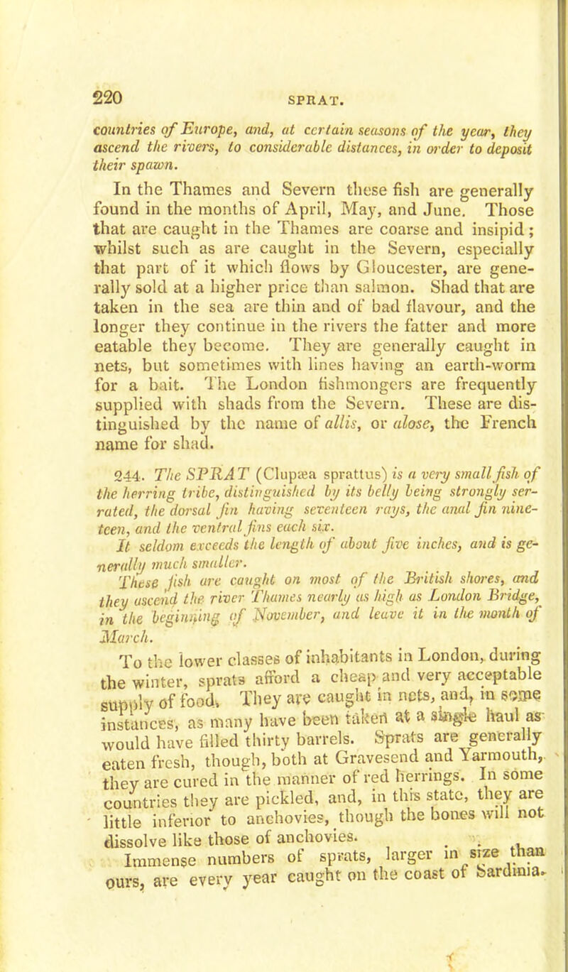 countries of Europe, and, at certain seasons of the year, they ascend the rivers, to considerable distances, in order to deposit their spawn. In the Thames and Severn these fish are generally found in the months of April, May, and June. Those that are caught in the Thames are coarse and insipid; whilst such as are caught in the Severn, especially that part of it which flows by Gloucester, are gene- rally sold at a higher price than salmon. Shad that are taken in the sea are thin and of bad flavour, and the longer they continue in the rivers the fatter and more eatable they become. They are generally caught in nets, but sometimes with lines having an earth-worm for a bait. The London fishmongers are frequently supplied with shads from the Severn. These are dis- tinguished by the name of allis, or alose, the French name for shad. 244. The SPRAT (Clupiea sprattus) is a va-y small fish of the herring tribe, distinguished by its belli/ being strongly ser- rated, the dorsal Jin having seventeen rays, the anal Jin nine- teen, and the ventral fins each six. It seldom exceeds the length of about five inches, and is ge- nerally much smaller. These fish are caught on most of the British shores, and they ascend the river Thames nearly as high as London Bridge,^ in the beginning of November, and leave it in the month of March. To the lower classes of inhabitants in London, during the winter, sprats afford a cheap and very acceptable supply of food, They are caught in nets, and, in ssme instances, as many have been taken at a single haul as would have filled thirty barrels. Sprats are generally eaten fresh, though, both at Gravesend and Yarmouth,, they are cured in the manner of red herrings. In some countries they are pickled, and, in this state, they are little inferior to anchovies, though the bones will not dissolve like those of anchovies. } Immense numbers of sprats, larger in size than ours, are every year caught on the coast of Sardinia..