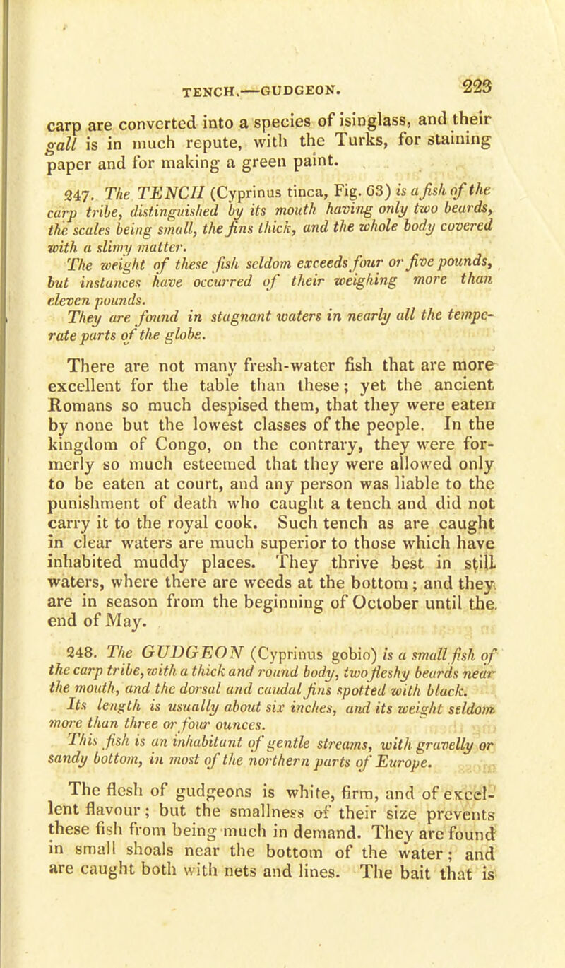 TENCH. GUDGEON. carp are converted into a species of isinglass, and their gall is in much repute, with the Turks, for staining paper and for making a green paint. 247. The TENCH (Cyprinus tinea, Fig. 63) is a fish of the carp tribe, distinguished by its mouth having only two beards, the scales being small, the fins thick, and the whole body covered with a slimy matter. The weight of these fish seldom exceeds four or five pounds, but instances have occurred of their weighing more than eleven pounds. They are found in stagnant waters in nearly all the tempe- rate parts of the globe. There are not many fresh-water fish that are more excellent for the table than these; yet the ancient Romans so much despised them, that they were eaten by none but the lowest classes of the people. In the kingdom of Congo, on the contrary, they were for- merly so much esteemed that they were allowed only to be eaten at court, and any person was liable to the punishment of death who caught a tench and did not carry it to the royal cook. Such tench as are caught in clear waters are much superior to those which have inhabited muddy places. They thrive best in stilL waters, where there are weeds at the bottom; and they are in season from the beginning of October until the. end of May. 248. The GUDGEON (Cyprinus gobin) is a small fish of the carp tribe, zcith a thick and round body, two fleshy beards near the mouth, and the dorsal and caudal fins spotted with black. Its length is usually about six inches, and its weight seldom more than three or four ounces. This fish is an inhabitant of gentle streams, with gravelly or sandy bottom, in most of the northern parts of Europe. The flesh of gudgeons is white, firm, and of excel- lent flavour; but the smallness of their size prevents these fish from being much in demand. They are found in small shoals near the bottom of the water; and are caught both with nets and lines. The bait that is