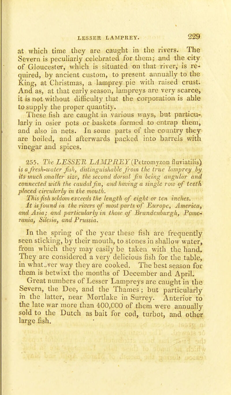 LESSER LAMPREY. at which time they are caught in the rivers. The Severn is peculiarly celebrated for them; and the city of Gloucester, which is situated on that river,' is re- quired, by ancient custom, to present annually to the King, at Christmas, a lamprey pie with raised crust. And as, at that early season, lampreys are very scarce, it is not without difficulty that the corporation is able to supply the proper quantity. These fish are caught in various ways, but particu- larly in osier pots or baskets formed to entrap them, and also in nets. In some parts of the country they are boiled, and afterwards packed into barrels with vinegar and spices. 255. The LESSER LAMPREY (Fetromyzon fluviatilis) is a fresh-water fish, distinguishable from the true lamprey by its much smaller size, the second dorsal fin being angular and connected with the caudal fin, and having a single row of teeth placed circularly in the mouth. This fish seldom exceeds the length of eight or ten inches. It is found in the rivers of most parts -of Europe, America, and Asia; and particularly in those of Brandcnburgh, Pome- rania, Silesia, and Prussia. In the spring of the year these fish are frequently seen sticking, by their mouth, to stones in shallow water, from which they may easily be taken with the hand. They are considered a very delicious fish for the table, in what„yer way they are cooked. The best season for them is betwixt the months of December and April. Great numbers of Lesser Lampreys are caught in the Severn, the Dee, and the Thames; but particularly in the latter, near Mortlake in Surrey. Anterior to the late war more than 400,000 of them were annually sold to the Dutch as bait for cod, turbot, and other large fish.