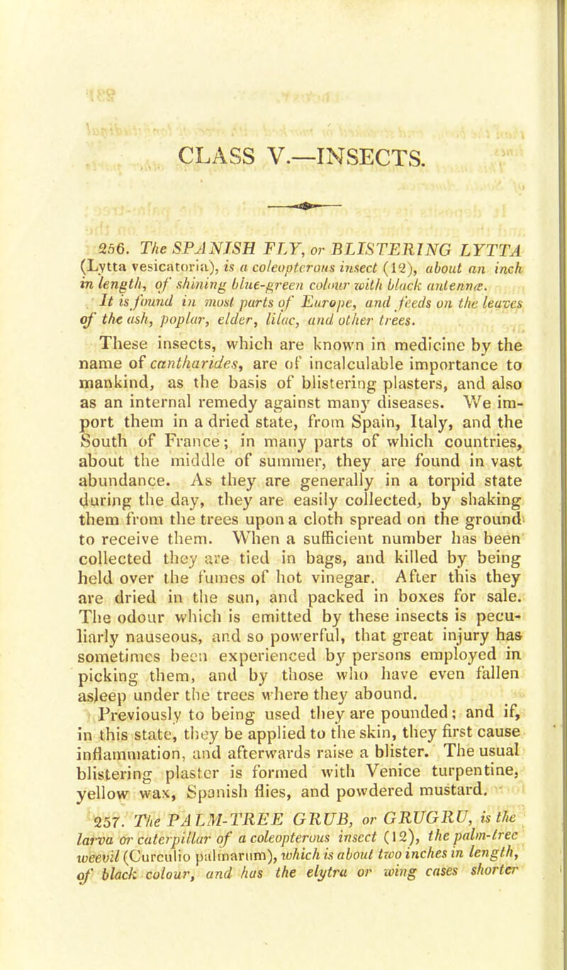 CLASS V.—INSECTS. 256. The SPANISH FLY, or BLISTERING LYTTA (Lytta vesicatoria), is a coleopterous insect (12), about an inch- in length, of shining blue-green colour with black antenna. It is found iii most parts of Europe, and feeds on the leaves of' the ash, poplar, elder, lilac, and other trees. These insects, which are known in medicine by the name of cantharides, are of incalculable importance to mankind, as the basis of blistering plasters, and also as an internal remedy against many diseases. We im- port them in a dried state, from Spain, Italy, and the South of France; in many parts of which countries, about the middle of summer, they are found in vast abundance. As they are generally in a torpid state during the day, they are easily collected, by shaking them from the trees upon a cloth spread on the ground to receive them. When a sufficient number has been collected they are tied in bags, and killed by being held over the fumes of hot vinegar. After this they are dried in the sun, and packed in boxes for sale. The odour which is emitted by these insects is pecu- liarly nauseous, and so powerful, that great injury has sometimes been experienced by persons employed in picking them, and by those who have even fallen asleep under the trees where they abound. Previously to being used they are pounded; and if, in this state, they be applied to the skin, they first cause inflammation, and afterwards raise a blister. The usual blistering plaster is formed with Venice turpentine, yellow wax, Spanish flies, and powdered mustard. 257. The PA LM-TREE GRUB, or GRUGRU, is the larva or caterpillar of a coleopterous insect (12), the palm-tree lueevil (Curculio pulmarnm), which is about two inches in length, of black colour, and has the elytra or whig cases shorter