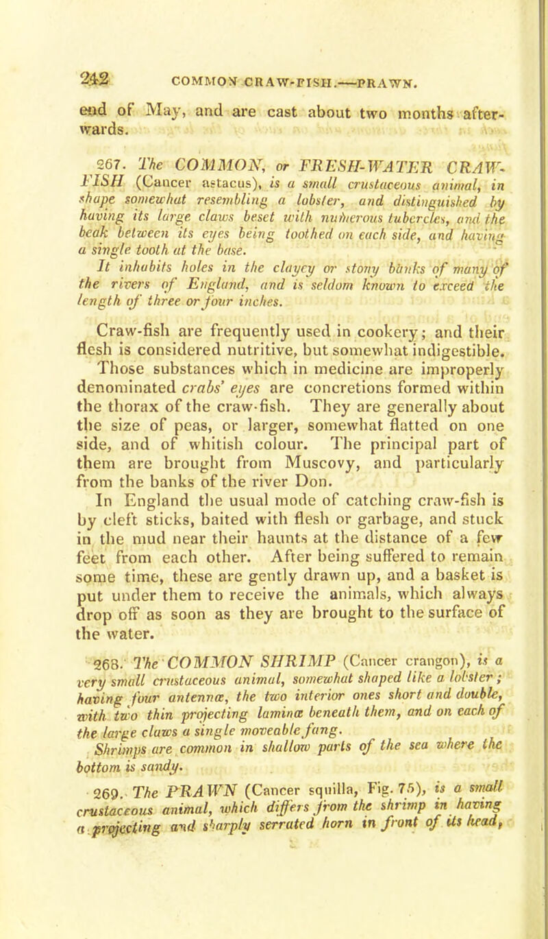 COMMON CRAW-FISH. PRAWN. end of May, and are cast about two months after- wards. 267. The COMMON, or FRESH-WATER CRAW- FISH (Cancer astacus), is a small cruUaceous animal, in thape somewhat resembling a lobster, and distinguished by having its large claws beset with numerous tubercjes, ami ihe beak between its eyes being toothed on each side, and having a single tooth at the base. It inhabits holes in the clayey or stony banks of many of the rivers of England, and is seldom known to exceed the length of three or four inches. Craw-fish are frequently used in cookery; and their flesh is considered nutritive, but somewhat indigestible. Those substances which in medicine are improperly denominated crabs' eyes are concretions formed within the thorax of the craw-fish. They are generally about the size of peas, or larger, somewhat flatted on one side, and of whitish colour. The principal part of them are brought from Muscovy, and particularly from the banks of the river Don. In England the usual mode of catching craw-fish is by cleft sticks, baited with flesh or garbage, and stuck in the mud near their haunts at the distance of a few feet from each other. After being suffered to remain some time, these are gently drawn up, and a basket is put under them to receive the animals, which always drop off as soon as they are brought to the surface of the water. 263. The COMMON SHRIMP (Cancer crangon), is a very small crustuceous animal, somewhat shaped like a lobster; having four antenna, the two interior ones short and double, with two thin projecting lamina beneath them, and on each of the large claws a single moveable fang. Shrimps are common in shallow parts of the sea where the bottom is sandy. 269 The PRAWN (Cancer squilla, Fig. 75), is a small crustaceans animal, which differs from the shrimp in having a projecting avd sharply serrated horn tn front of Us head,