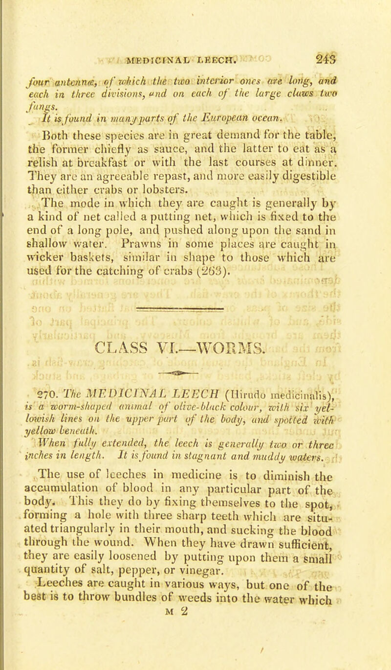 four antenna, of rvhich the two interior ones are long, and each in three divisions, und on each of the large claws two Jungs. It is found in many parts of the European ocean. Both these species are in great demand for the table, the former chiefly as sauce, and the latter to eat as a relish at breakfast or with the last courses at dinner. They are an agreeable repast, and more easily digestible than either crabs or lobsters. The mode in which they are caught is generally by a kind of net called a putting net, which is fixed to the end of a long pole, and pushed along upon the sand in shallow water. Prawns in some places are caught in wicker baskets, similar in shape to those which art- used for the catching of crabs (263). CLASS VI.—WORMS. 270. The MEDICINAL LEECH (Hirudo medicinalis), is a worm-shaped animal of olive-black colour, with six yel- lowish lines on the upper part of the bod)/, and spotted with yellow beneath. When fully extended, the leech is generally tivo or three inches in length. It is found in stugnant and muddy waters. The use of leeches in medicine is to diminish the accumulation of blood in any particular part of the body. This they do by fixing themselves to the spot, forming a hole with three sharp teeth which are situ- ated triangularly in their mouth, and sucking the blood through the wound. When they have drawn sufficient, they are easily loosened by putting upon them a small quantity of salt, pepper, or vinegar. Leeches are caught in various ways, but one of the best is to throw bundles of weeds into the water which