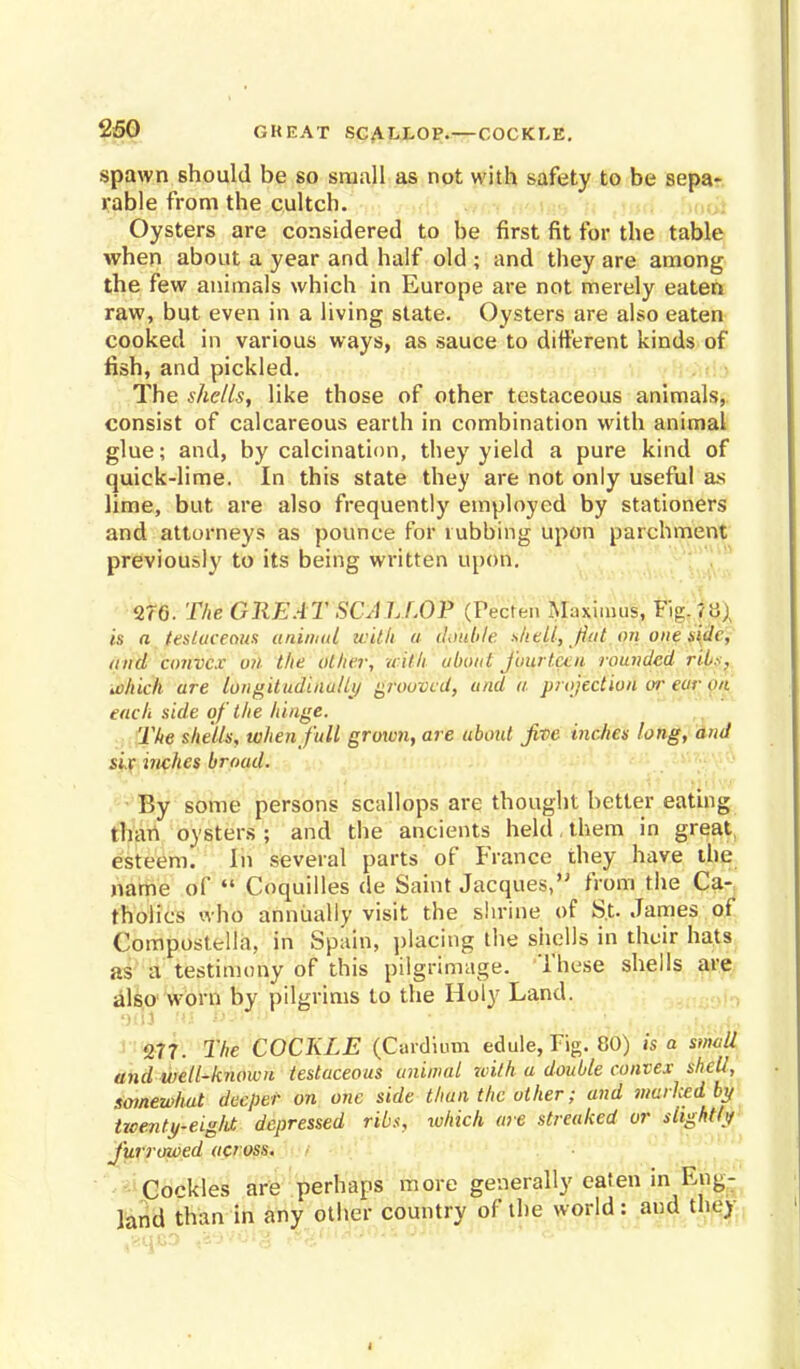 GREAT SCALLOP.—COCKLE. spawn should be so small as not with safety to be sepa- rable from the cultch. Oysters are considered to he first fit for the table when about a year and half old ; and they are among the few animals which in Europe are not merely eaten raw, but even in a living state. Oysters are also eaten cooked in various ways, as sauce to different kinds of fish, and pickled. The shells, like those of other testaceous animals, consist of calcareous earth in combination with animal glue; and, by calcination, they yield a pure kind of quick-lime. In this state they are not only useful as lime, but are also frequently employed by stationers and attorneys as pounce for rubbing upon parchment previously to its being written upon. 27G. The GREAT SCA LLOP (Pecten Maximus, Fig. m\ is a testaceous animal with a double shell, fiat on one side, and convex on the other, with ubout fourteen rounded rib.-:, which are longitudinally grooved, and a projection or ear on each side of the hinge. The shells, when full growti, are uboid Jive inches long, and six inches broad. By some persons scallops are thought better eating than oysters ; and the ancients held, them in great, esteem. In several parts of France they have the name of  Coquilles de Saint Jacques, from the Ca- tholics who annually visit the shrine of St. James of Compostella, in Spain, placing the shells in their hats as a testimony of this pilgrimage. These shells are also worn by pilgrims to the Holy Land. ')ul Hi 03«» ' *.,'  . » Wts l\u i; 'ihrHz 277. The COCKLE (Cardium edule, Tig. 80) is a small and well-known testaceous animal zeith a double convex shell, somewhat deeper on one side than the other; and marked by Ucenty-eigld depressed ribs, which are streaked or slightly furrowed acr oss. Cockles are perhaps more generally eaten in Eng- land than in any other country of the world : and they