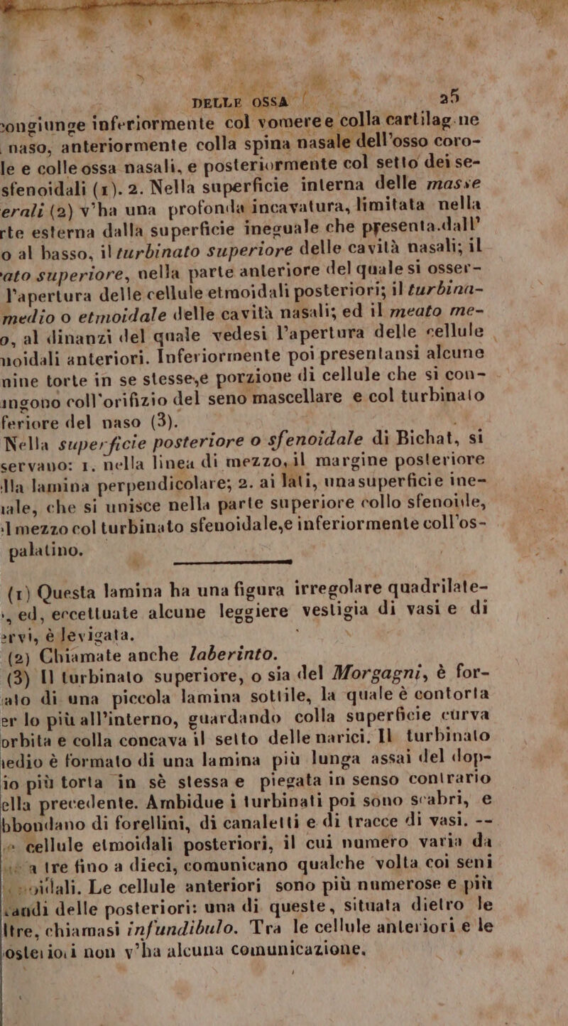 so |. DELLE OSSA | — 25 :ongiunge inferiormente col vomere e colla cartilag. ne naso, anteriormente colla spina nasale dell'osso coro- le e colle ossa nasali, e posteriormente col setto dei se- sfenoidali (1). 2. Nella superficie interna delle 72asse erali (2) v'ha una profonda incavatura, limitata nella rte esterna dalla superficie ineguale che presenta.dall’ o al basso, ilturbinato superiore delle cavità nasali; il ato superiore, nella parte anteriore del quale si osser- l'apertura delle cellule etmoidali posteriori; il turbina- medio o etmoidale delle cavità nasali; ed il nzeato me- 0, al dinanzi del quale vedesi l’apertura delle cellule , noidali anteriori. Inferiormente poi presentansi alcune nine torte in se slesse,e porzione di cellule che si con- imngono coll'orifizio del seno mascellare e col turbinato feriore del naso (3). Nella superficie posteriore 0 sfenoidale di Bichat, si servano: 1, nella linea di mezzo,il margine posteriore Ma lamina perpendicolare; 2. ai lati, umasuperficie ine- rale, che si unisce nella parte superiore collo sfenonile, ‘mezzo col turbinato sfenoidale,e inferiormente coll’os- palatino. (1) Questa lamina ha una figura irregolare quadrilate- ., ed, ercettuate alcune leggiere vestigia di vasi e di »rvi, è levigata. (2) Chiamate anche Zaberinto. (3) Il turbinato superiore, o sia del Morgagni, è for- ‘ato di una piccola lamina sottile, la quale è contorta er lo più all’interno, guardando colla superficie curva orbita e colla concava il setto delle narici. Il turbinato redio è formato di una lamina più lunga assai del dop- io più torta in sè stessa e piegata in senso conirario ella precedente. Ambidue i turbinati poi sono scabri, e bbondano di forellini, di canaletti e di tracce di vasi, -- ‘a cellule etmoidali posteriori, il cui numero varia da «sa tre fino a dieci, comunicano qualche volta coi seni È «oidlali. Le cellule anteriori sono più numerose e più vandi delle posteriori: una di queste, situata dietro le Itre, chiamasi infundibulo. Tra le cellule anteriori e le iosterioxi non v'ha alcuna comunicazione, Ù