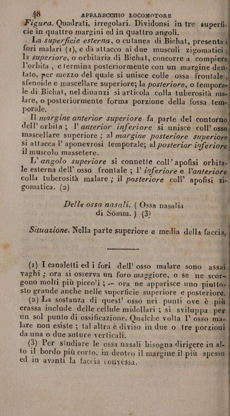 Figura. Quadrati, irregolari. Dividonsi in tre. superfi- cie in quattro margini ed in quattro angoli. MT La superficie esterna, o cutanea di Bichat, presenta, fori malari (1), e dà attacco ai due muscoli zigomatici ; la superiore, o orbitaria di Bichat, concorre a compiere l’ovbita , e termina posteriormente con un margine den- tato, per mezzo del quale si unisce colle ossa frontale, sfenoide e mascellare superiore; la posteriore, 0 tempora» le di Bichat, neldinanzi si articola colla tuberosità mas lare, o posteriormente forma porzione della fossa tem- porale. LA Il margine anterior superiore fa parte del contotno dell’ orbita; l’anzerior inferiore si unisce coll’ osso, mascellare superiore ; al margine posteriore superiore si allacca l’ aponevrosi lemporale; al posterior inferiore il muscolo massetere. I° angolo superiore si connette coll’ apofisi orbita- le esterna dell’ osso frontale ; 1’ inferiore e l’anteriore, colla tuberosità malare ; il posteriore coll’ apofisi zi- gomatica. (2) | Delle ossa nasali. ( Ossa nasalia fi di Somm. ) (3) N Situazione. Nella parte superiore e media della faccia, (1) I canalelti ed i fori dell’ osso malare sono assai. vaghi ; ora si osserva un foro maggiore, o se ne scor= gono molti più piccoli ; -- ora ne apparisce uno piulto», sto grande anche nelle superficie superiore e posteriore, | (2) La sostanza di quest’ osso nei punti ove è più crassa include delle cellule midollari ; si sviluppa per un sol punto di ossificazione. Qualche volta 1° osso ma- lare non esiste ; tal altra è diviso in due o tre porzioni. da una o due suture verticali, I (3) Per studiare le ossa nasali bisogna dirigere in al-. to il bordo più corto, in dentro il margine il più spesso | ed in avanti la faccia conyéssa,