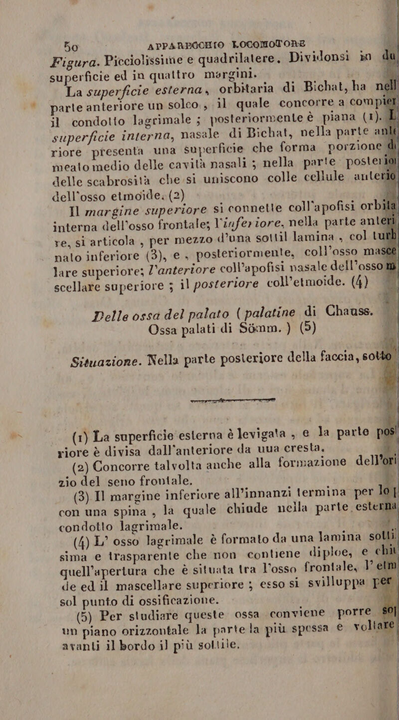 Figura. Picciolissime e quadrilatere. Dividonsi in superficie ed in quattro margini. | i La superficie esterna, orbitaria di Bichat, ha nell parte anteriore un solco. , il quale concorre a com piet il condotto lagrimale ; posteriormente è piana (1). L superficie interna, nasale di Bichat, nella parte anli riore presenta una superficie che forma porzione di meato medio delle cavità nasali 5 nella parte. posteria delle scabrosita che. si uniscono colle cellule anteri dell'osso etmoide: (2) si Il margine superiore sì connette coll’apofisi orbila interna dell'osso frontale; l’inferiore, nella parte antemi re, sl articola , per mezzo d’una sottil lamina , col turl nato inferiore (3), e , posteriormente, coll’osso mast lare superiore; l'anteriore coll’apofisi nasale dell'osso scellare superiore ; il posteriore coll’etmoide. (4) Delle ossa del palato ( palatine di Chauss. Ossa palati di S&amp;mm. ) (9) Sisuazione. Nella parte posteriore della faccia, sot | n Pi (1) La superficie esterna è levigata , € la parte pdsl riore è divisa dall’anteriore da uua cresta. *, 2) Concorre talvolta anche alla formazione dell’ori zio del seno frontale. (i (3) Il margine inferiore all’innanzi termina per le | con una spina ; la quale chiude nella parte esterna condotto lagrimale. - 0 (4) L’ osso lagrimale è formato da una lamina soli sima e trasparente che non contene diploe, € ci quell’apertura che è situata tra l'osso frontale, 1° el de ed il mascellare superiore ; esso si svilluppa pé i sol punto di ossificazione. (5) Per studiare queste ossa conviene porre un piano orizzontale la parte la più spessa € voltare, avanti il bordo il più sottile,