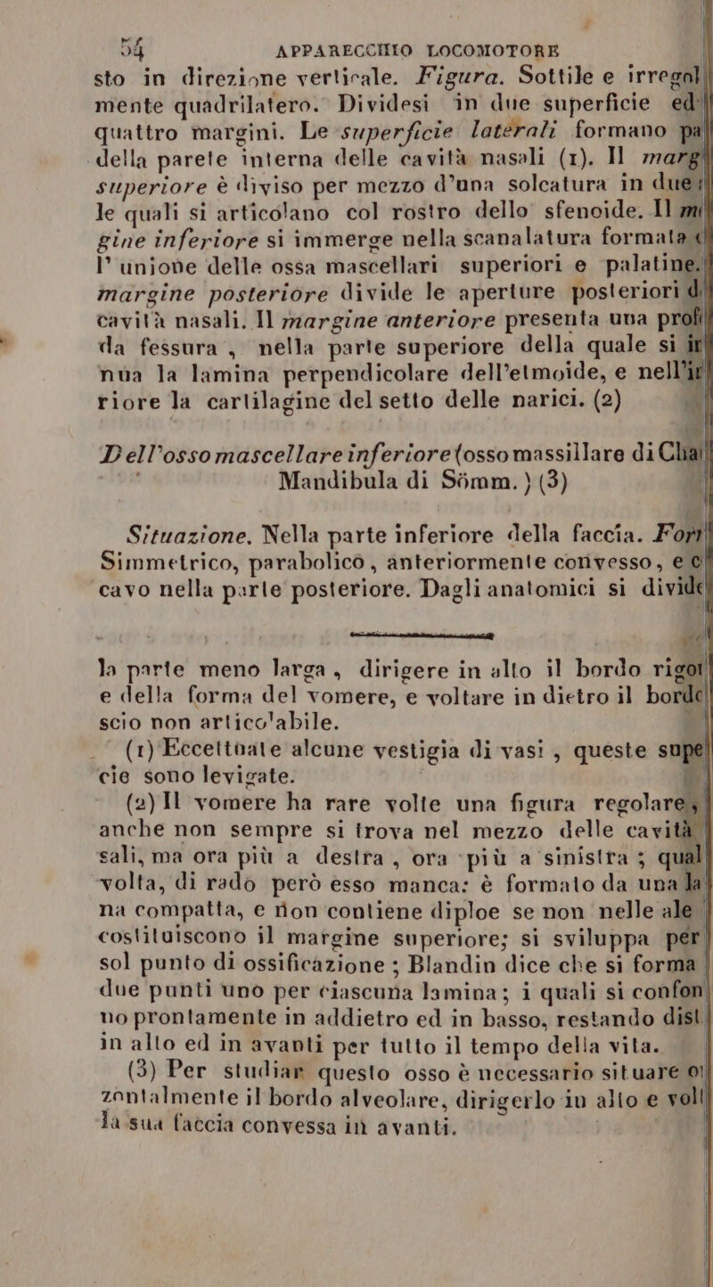 sto in direzione verticale. Figura. Sottile e irregal mente quadrilatero. Dividesi ‘in due superficie ed'| quattro margini. Le superficie laterali formano pal ‘della parete interna delle cavità nasali (1). Il marg superiore è diviso per mezzo d’una solcatura in due il le quali si articolano col rostro dello sfenoide. Il mil gine inferiore si immerge nella scanalatura formata dl I’ unione delle ossa mascellari superiori e palatine. margine posteriore divide le aperture posteriori di cavità nasali. Il margine anteriore presenta una profi da fessura , nella parte superiore della quale si ir| D ell’osso mascellare inferiore(ossomassillare di Chall Mandibula di Siimm. ) (3) ì Situazione, Nella parte inferiore della faccia. Fort] Simmetrico, parabolico, anteriormente convesso, e ai cavo nella parte posteriore. Dagli anatomici si divide. ST la parte meno larga, dirigere in alto il bordo rigor! e della forma del vomere, e voltare in dietro il borde scio non articv'abile. % (1) Eccettoate alcune vestigia di vasi, queste supe cie sono levigate. Ò (2) Il vomere ha rare volte una figura regolare, anche non sempre si trova nel mezzo delle cavità | sali, ma ora più a destra, ora ‘più a sinistra ; qual volta, di rado però esso manca: è formato da una la na compatta, e rion contiene diploe se non nelle ale | costituiscono il margine superiore; si sviluppa per, sol punto di ossificazione ; Blandin dice che si forma | due punti uno per ciascuna lamina; i quali si confon| no prontamente in addietro ed in basso, restando dist. in alto ed in avanti per tutto il tempo della vita. (3) Per studiar questo osso è necessario situare 01 zantalmente il bordo alveolare, dirigerlo in alto e voll la sua faccia convessa inì avanti. i