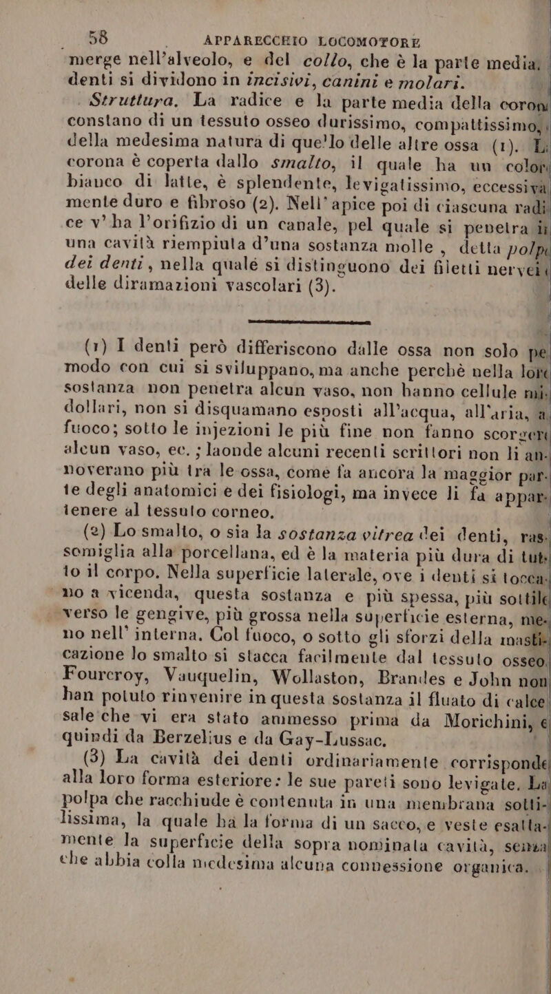 ‘merge nell’alveolo, e del co/Zo, che è la parte media,. denti si dividono in incisivi, canini e molari. al Struttura. La radice e la parte media della coroni constano di un tessuto osseo durissimo, compattissimo,i della medesima natura di quelo delle altre ossa (1). Li corona è coperta dallo smalto, il quale ha un colofi bianco di latte, è splendente, levigatissimo, eccessiva mente duro e fibroso (2). Nell' apice poi di ciascuna val ce vha l’orifizio di un canale, pel quale si pevetra ii una cavità riempiula d’una sostanza molle , detta polm dei denti, nella quale si distinguono dei filetti nervei ‘ delle diramazioni vascolari (3). (1) I denti però differiscono dalle ossa non solo pe modo con cui si sviluppano, ma anche perchè nella lore sostanza non penetra alcun vaso, non hanno cellule mi. dollari, non si disquamano esposti all’acqua, all'aria, a, fuoco; sotto le injezioni le più fine non fanno scorger alcun vaso, ec. ; laonde alcuni recenti scrittori non li an- moverano più tra le.ossa, comeè fa ancora la maggior par te degli anatomici e dei fisiologi, ma invece li fa appar: lenere al tessulo corneo, i (2) Lo smalto, o sia la sostanza vitrea dei denti, ras: somiglia alla porcellana, ed è la materia più dura di tuti to il corpo. Nella superficie laterale, ove i denti si tocca. no a vicenda, questa sostanza e più spessa, più sottile verso le gengive, più grossa nella superficie esterna, me. no nell’ interna, Col fuoco, 0 sotto gli sforzi della mast cazione lo smalto si stacca facilmente dal tessuto OSSeo, Fourcroy, Vauquelin, Wollaston, Brandes e John non han potuto rinvenire in questa sostanza il fluato di calce! sale che vi era stato aminesso prima da Morichini, € quindi da Berzelius e da Gay-Lussac. | (3) La cavità dei denti ordinariamente corrisponde alla loro forma esteriore : le sue pareti sono levigate, La polpa che racchiude è contenuta in una membrana solti- lissima, la quale ba la forma di un sacco, e veste esalla- mente la superficie della sopra nominala cavità, senza che abbia colla medesima alcuna connessione organica,