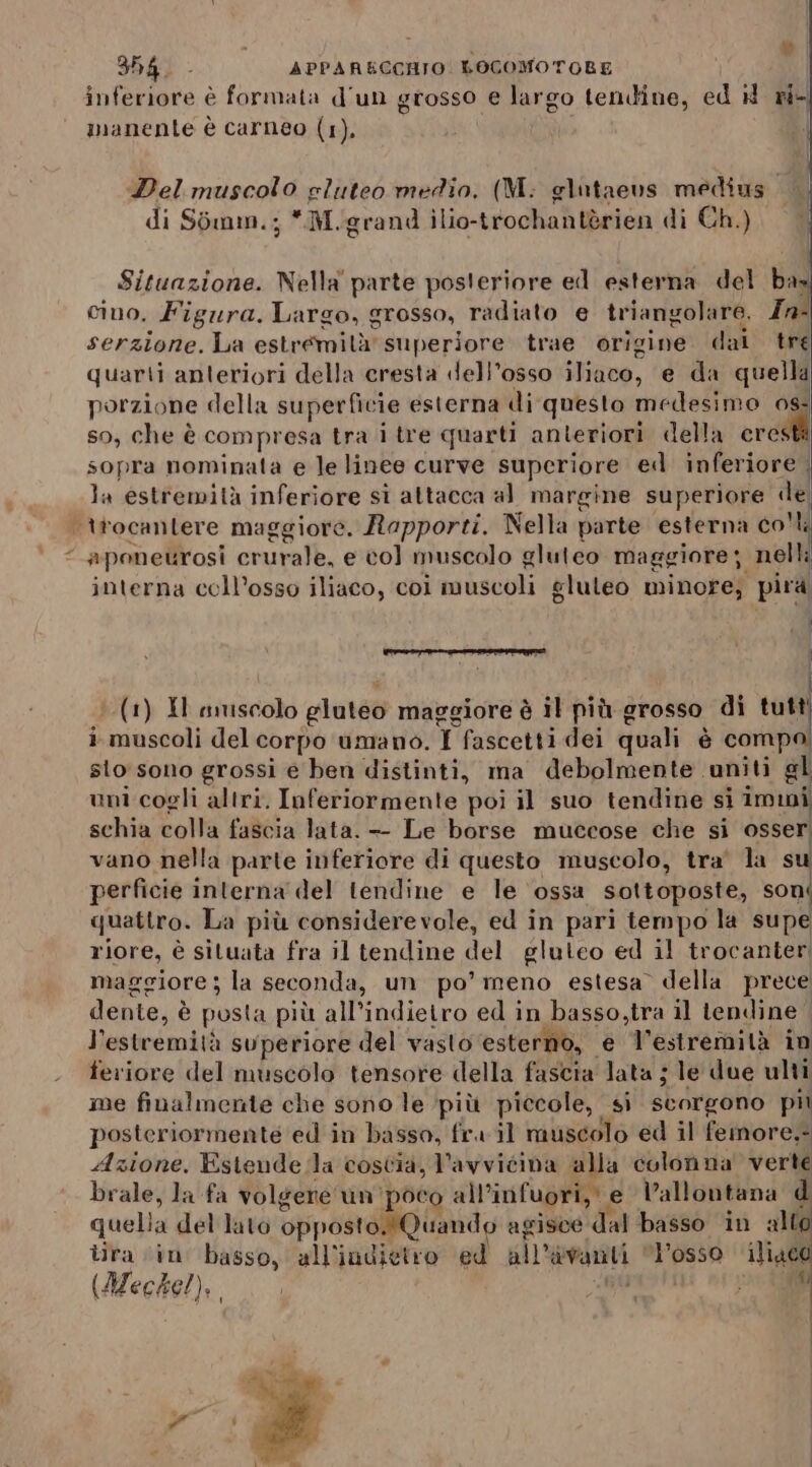 hai - APPARECCHIO LOCOMOTOLE | inferiore è formata d'un grosso e largo tendine, ed id ri- manente è carneo (1). |) Del muscolo gluteo medio. (M.: glataevs medius di Somm.; *M.grand ilio-trochantèrien di Ch.) Situazione. Nella parte posteriore ed esterna del bas cino. Figura. Largo, grosso, radiato e triangolare, Zn- serzione. La estremità superiore trae origine. dai tre quarti anteriori della cresta dell'osso iliaco, e da quella porzione della superficie esterna di questo medesimo cd so, che è compresa tra i tre quarti anteriori della crestà sopra nominata e le linee curve superiore ed inferiore , la estremità inferiore si attacca al margine superiore de; trocantere maggiore. Rapporti. Nella parte esterna co'li aponetrosi crurale, e co] muscolo gluteo maggiore; nelli interna coll’osso iliaco, coi muscoli gluleo minore; pira I, eroe (1) XI muscolo gluteo maggiore è il più grosso di tutti i muscoli del corpo umano. I fascetti dei quali è compa, sto sono grossi e ben distinti, ma debolmente uniti pi uni cogli altri. Inferiormente poi il suo tendine si immi schia colla fascia lata. —- Le borse muccose che si osser vano nella parte inferiore di questo muscolo, tra' la su perficie interna del tendine e le ‘ossa sottoposte, son: quattro. La più considerevole, ed in pari tempo la supe riore, è situata fra il tendine del gluteo ed il trocanter maggiore ; la seconda, un po’ meno estesa’ della prece dente, è posta più all’indietro ed in basso,tra il tendine l'estremità superiore del vasto ‘esterno, e l'estremità in feriore del muscolo tensore della fascia lata ; le due ulti me finalmente che sono le ‘più piccole, si scorgono più posteriormente ed in basso, fra il muscolo ed il femore,. Azione. Estende la coscia, l'avvicina alla colonna verte brale, la fa volgere un'poco all’infuori, e l’allontana d quella del lato opposto.'Quando agisce dal basso in alto tira ‘in basso, all'indietro ed all’avanti l'osso iliaco «SO i ; J (Meckel),