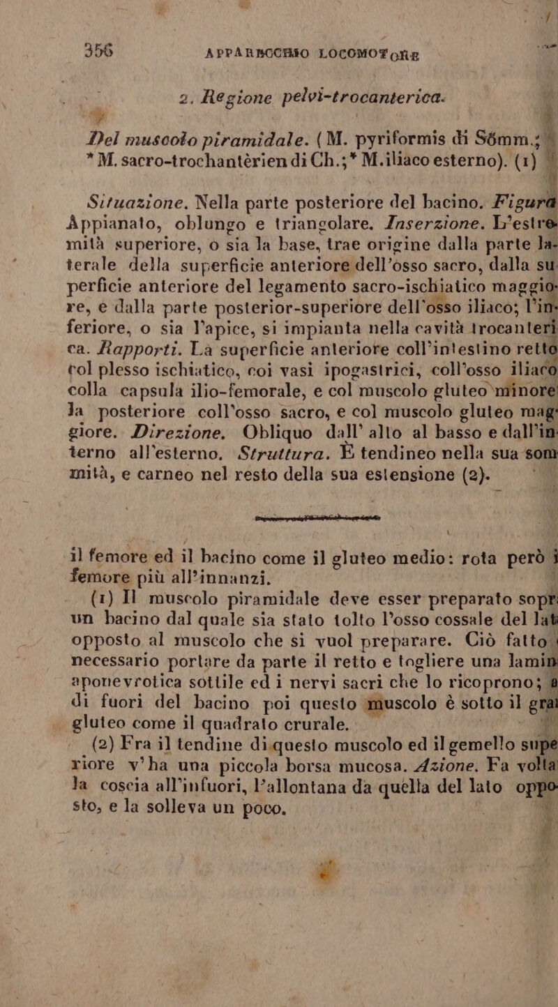 2. Regione pelvi-trocanterica: y | 4 Del muscoto piramidale. (M. pyriformis di S6mm.j | * M. sacro-trochantèrien di Ch.;* M.iliaco esterno). (1) | n pr Situazione. Nella parte posteriore del bacino. Figura Appianato, oblungo e triangolare. Inserzione. L'estre mità superiore, o sia la base, trae origine dalla parte la terale della superficie anteriore dell’osso sacro, dalla su. perficie anteriore del legamento sacro-ischiatico rh AR re, è dalla parte posterior-superiore dell'osso iliaco; l’i ) feriore, o sia l’apice, si impianta nella cavità irocanteri ca. Rapporti. La superficie anteriore coll’in'estino retto vol plesso ischiatico, coi vasi ipogastrici, coll’osso iliaro colla capsula ilio-femorale, e col muscolo gluteo\minore Ja posteriore coll’osso sacro, e col muscolo gluteo mag: giore. Direzione. Obliquo dall’ alto al basso e dall’in terno all’esterno. Struttura. È tendineo nella sua som mità, e carneo nel resto della sua estensione (2). ORME SORTE \ 11 femore ed il bacino come il gluteo medio: rota però | femore più all’innanzi. ) (1) Il muscolo piramidale deve esser preparato sopf un bacino dal quale sia stato tolto l’osso cossale del lat opposto al muscolo che si vuol preparare. Ciò fatto. necessario portare da parte il retto e togliere una lamin aponevrotica sottile ed i nervi sacri che lo ricoprono; # di fuori del bacino poi questo ‘muscolo è sotto ìl co gluteo come il quadrato crurale. | pa (2) Fra il tendine di.questo muscolo ed il gemello supe riore v'ha una piccola borsa mucosa. Azione. Fa volta la coscia all'infuori, l’allontana da quella del lato oppo sto, e la solleva un poco. È ) &amp;