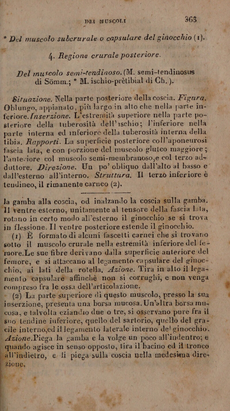 i ; Ù * Del muscolo sulcrurale o capsulare del ginocchio (1). % | i 4. Regione crurale posteriore. Del muscolo semi-tendinoso.(M. semi-tendinosus di Simm.; * M. ischio-prètibial di Ch..). Oblungo, appianato, più largo in alto che nella parte in- teriore./nserzione. L'estremità superiore nella parte po- steriore della tuberosità dell’ischio; l'inferiore nella parte interna ed inferiore della tuberosità interna della tibia. Rapporti. La superficie posteriore coll’aponeurosi fascia lata, e con porzione del muscolo gluteo maggiore ; l’anteciore col muscolo semi-membranoso,e col terzo ad= duttore. Direzione. Un po’ obliquo dall’alto al basso e‘ dall'esterno all’interno. Struttura, Il terzo inferiore è tendineo, il rimanente carneo (2). — la gamba alla coscia, od inalzanido la coscia sulla gamba. 11 ventre esterno, unitamente al tensore della fascia lita, rotano in certo modo all’esterno il ginocchio se si trova in flessione. Il ventre posteriore estende il ginocchio. (1) È formatodi alcuni fascetti carnei che si trovano sotto il muscolo crurale nella estremità inferiore del fe- ‘more.Le sue fibre derivano dalla superficie anteriore del ‘femore, e si attaccano al lesamento capsulare del ginoc-, ‘chio, ai lati della rotella, Azione. Tira in alto il lega- ‘mento tcapsularé affinchè non si corrughi, e non venga compreso fra le ossa dell’articolazione. ‘© (2) La parte superiore di questo muscolo, presso la sua inserzione, presenta una borsa mucosa, Un’altra borsa mu- ‘cosa, e talvolta cziandio due o tre, si osservano pure fra il sno tendine inferiore, quello del sartorio, quello del gra- cile interno,ed illegamento laterale interno de' ginocchio. Azione.Piega la gamba e la volge un poco all’indentro; e (quando agisce in senso opposto, tira il bacino ed il tronco all'indietro, e, li piega sulla coscia nella medesigna dire» Zione, À