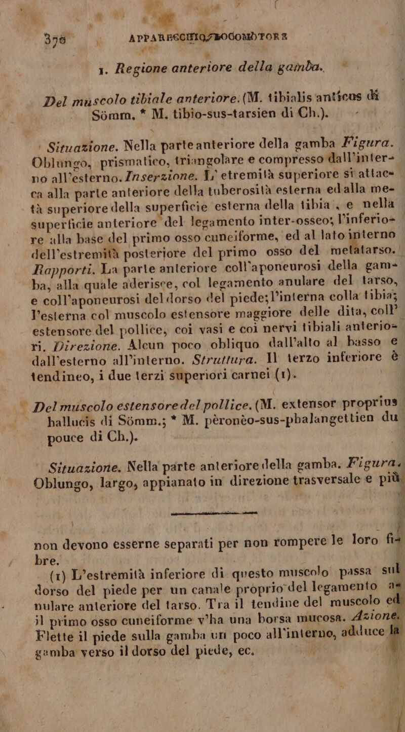 g° NEO” ? i ea 356. APPARFECIO/BOGOMDTORE 1. Regione anteriore della gamba. Del muscolo tibiale anteriore:(M. tibialis anticos di Sémm, * M. tibio-sus-tarsien di Ch.). | Situazione. Nella parte anteriore della gamba Figura. Oblungo, prismatico, triangolare e compresso dall’inter= no all’esterno. Zrserzione. L' etremità superiore st attac= ca alla parte anteriore della tuberosità esterna ed alla me- tà superiore della superficie esterna della tibia, e nella superficie anteriore del legamento inter-0sseo; l’inferio= | re ulla base del primo osso cuneiforme, ed al lato interno dell’estremità posteriore del primo osso del metatarso. | Rapporti. La parte anteriore coll’aponeurosi della gam- ba, alla quale aderisce, col legamento anulare del tarso, e coll’aponeurosi del dorso del piede; l’interna colla tibia; l'esterna col muscolo estensore maggiore delle dita, coll’ estensore del pollice, coi vasi e coì nervi tibiali anterio= ri. Direzione. Alcun poco obliquo dall’alto al basso € dall'esterno all’interno. Struttura. Il terzo inferiore è tendineo, i due terzi superiori carnei (1). i‘ Del muscolo estensoredel pollice. (M. extensor proprius hallucis di Simm.; * M. pèronèo-sus-pbalangettien du pouce di Ch.). Situazione. Nella parte anteriore lella gamba. Figura. Oblungo, largo, appianato in direzione trasversale e più cnftiz tn ii an : p1À non devono esserne separati per non rompere le loro fia bre. (1) L’estremità inferiore di questo muscolo passa sul dorso del piede per un canale proprio del legamento a: nulare anteriore del tarso. Tra il tendine del muscolo e il primo osso cuneiforme v'ha una borsa mucosa. Azione Flette il piede sulla gamba un poco all’interno, adduce | gsmba verso il dorso del piede, ec. d |