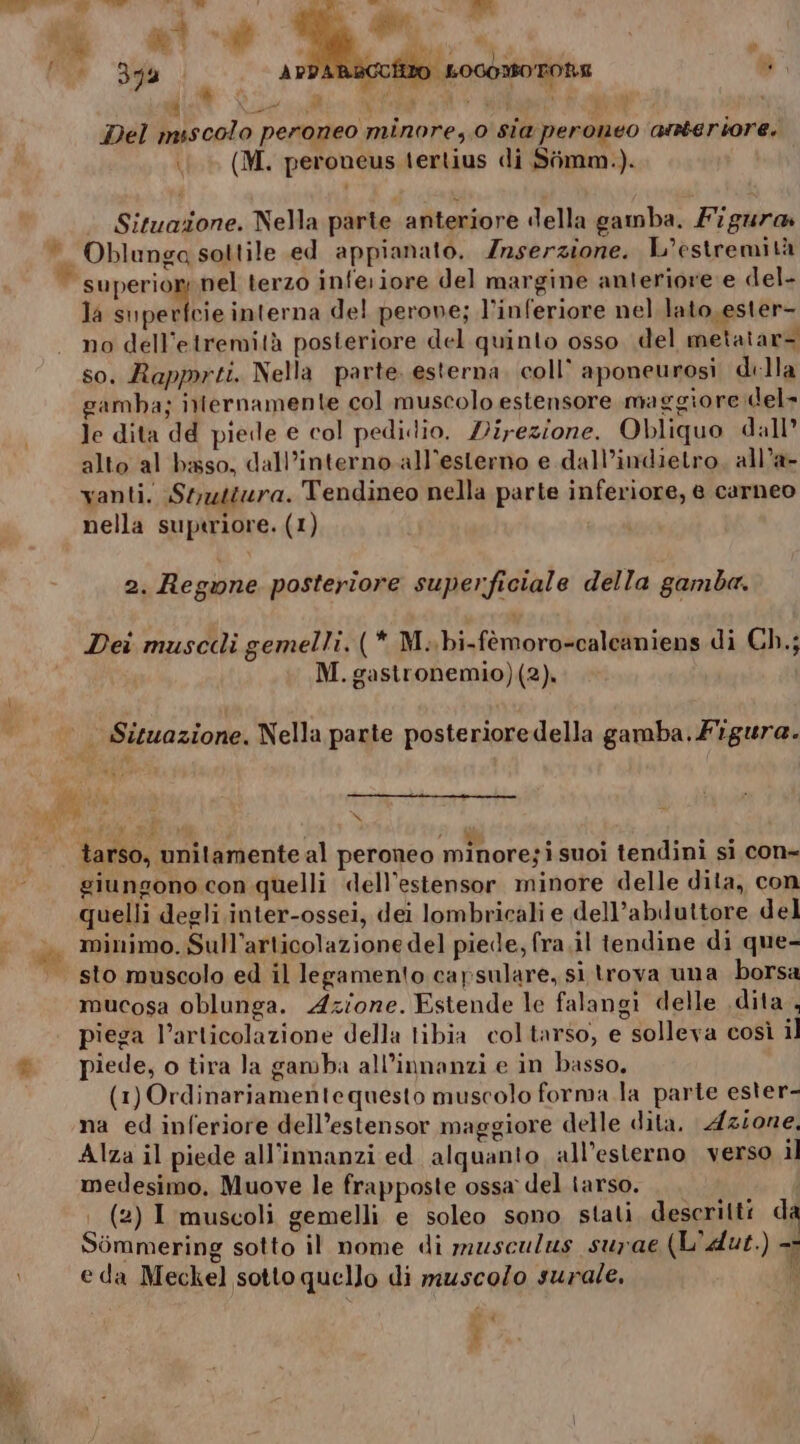 sa i 1 al Aka »  ba Ù &amp; Pa st # RT . è ee ‘3a AR ‘ Îiro LOG0M0T he È. 1% Latta pragle p? # ; \ “DIA È. K i %  Del misscolo peroneo minore,.0 sia peroneo arteriore. 1 (M. peroneus tertius di Simm.). © Oblunga sottile ed appianato. Inserzione. L’estremità superior; nel terzo inferiore del margine anteriore e del- la superfcie interna del perove; l’inferiore nel lato,ester- no dell’etremità posteriore del quinto osso del metatar= so. Rapprti. Nella parte. esterna. coll’ aponeurosi della gamba; ixiernamente col muscolo estensore maggiore del» Je dita dd piede e col pedi.dlio. Zirezione. Obliquo dall’ alto al bisso, dall’interno all’esterno e .dall’indieltro, all’a- vanti. Stz4tura. Tendineo nella parte inferiore, e carneo nella superiore. (1) Dei muscclì gemelli. (* M..bi-fèmoro-caleaniens di Ch.; M. gastronemio)(2). . Situazione. Nella parte posteriore della gamba. Fgura. sf A x tarso, unitamente al peroneo minore;i suoi tendini si con- giungono con quelli «dell’estensor. minore delle dila, con quelli degli inter-ossei, dei lombricali e dell’abduttore del minimo. Sull’articolazione del piede, fra.il tendine di que- | sto muscolo ed il legamento capsulare, sì trova una borsa mucosa oblunga. Azione. Estende le falangi delle dita, piega l’articolazione della tibia col tarso, e solleva così il piede, o tira la gamba all’innanzi e in basso. (1) Ordinariamente questo muscolo forma la parte ester- na ed inferiore dell’estensor maggiore delle dita. Azione, Alza il piede all’innanzi ed alquanto all’esterno verso il medesimo. Muove le frapposte ossa del tarso. (2) I muscoli gemelli e soleo sono stati descritti d Sòmmering sotto il nome di musculus surae (L'Aut.) = î to) e da Meckel sotto quello di muscolo surale, I 4 È