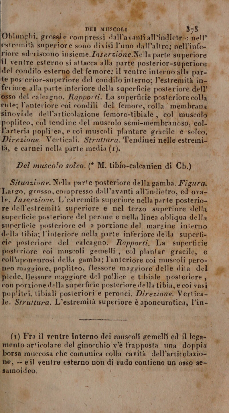 RANE e ag i ‘ » ‘ Î 409 È DEI MUSCOLI 3,3 Oblanghi. grosse compressi dall’avanti all'indietrà: nell’ estremità superiore sono divisi l'uno dall'altro; nell’infe- riore aderiscono insieme. Inserzione.Nella parte superiore Îl ventre esterno si attacca alla parte posterior-superiore del condilo esterno del femore; il ventre interno alla par- te pos'erior-superiore del condilo interno; l'estremità in- feriore alla parte inferiore della superficie posteriore dell’ Osso del calcagno. Rapporti. La superficie posteriore colla cute; Fanteriore coi condili del femore, colla © membrana popliteo, col tendine del muscolo semi-membranòso; col- l'arteria poplitea, e coi muscoli plantare gracile e soleo, Direzione. Verticali. Struttura. Tendinei nelle estremi- tà, e carnei nella parte media (1). Del muscolo soleo. (* M. tibio-calcanien di Ch.) Situazione. Nella parte posteriore della gamba. Figura, Targo, grosso, compresso dall’avanti all'indietro, ed ova- le. Ynserzione. L'estremità superiore nella parte posterio- re dlell'estremità superiore e nel terzo superiore della superficie posteriore del perone e nella linea obliqua della superficie posteriore ed a porzione del margine interno della tibia; inferiore nella parte inferiore della superti- cie posteriore del calcagno. Rapporti. La superficie posteriore coi muscoli gemelli, col plantar gracile, e coll’aponeurosi della gamba; l'anteriore coi muscoli pero- eo maggiore, popliteo, flessore maggiore delle dila del Fide Ilessore maggiore del po'lice e tibiale posteriore, con porzione della superficie posteriore della tibia, e coi vasi poplitei, \ibiali posteriori e peronèi. Direziore. Vertica - le. Srruttura. L’estremità superiore è aponeurotica, l’in- . (1) Fra il ventre interno dei muscoli gemelli ed il lega- mento articolare del ginocchio v'è frapposta una doppia borsa muccosa che comunica colla cavità dell’articolazio= ne, — eil ventre esterno non di rado contiene un 0950 se-