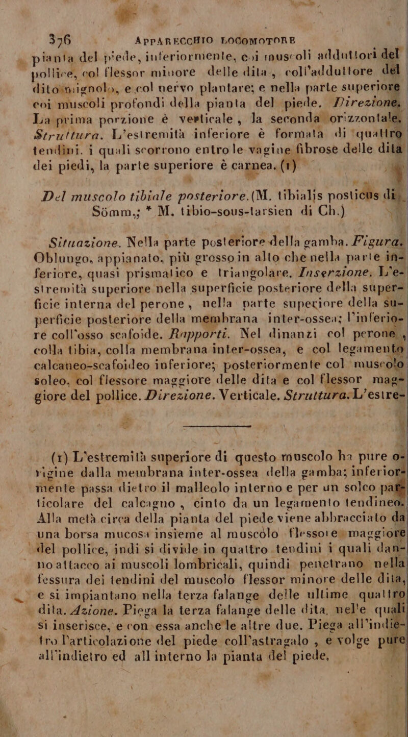 nibl'alm Ceali » piania del piede, inferiormente, cri muscoli adduttori del | ditoiniignolo, e col nervo plantare; e nella parte supertogg? coi muscoli profondi della pianta del piede. /irezion La prima porzione è verticale, Ja seconda orizzontale, Struttura. L'esiremità inferiore è formata di ‘quattro tendini. i quali scorrono entro le vagine fibrose delle dita dei piedi, la parte superiore è carnea.(1) 07008 x a Y Del muscolo tibiale posteriore.(M. tibialis postidls di, Sémm,; * M. tibio-sous-tarsien di Ch.) ve Situazione. Nella parte posteriore della Pigi Figura, Oblungo, appianato, più g erosso in alto che nella parte in- fariGfe; quasi prismalico e triangolare. Inserzione. L'e- strerità superiore nella superficie posteriore della super= ficie interna del perone, nella. parte supeciore della su- perficie posteriore della mi mbrana inter-ossea; l° inferio-| re coll’osso scafoide. Rapporti. Nel dinanzi col peroiibi colla tibia, colla membrana inter-ossea, e col legameni soleo, col flessore maggiore delle dita e col flessor mag= giore del pollice. Direzione. Verticale. Seruttura:L’'esire- - PI | Da (1) L'estremità superiore di questo muscolo ha pure o+ rigine dalla mewbrana inter-ossea «della gamba; inferior= mente passa dietro il malleolo interno e per un salco pal ticolare del calcagno , cinto da un legamento tendineo. Alla metà.circà della pianta del piede viene abbracciato da una borsa mucosa insieme al muscolo flesso ew» maggiore «del pollice, indi si divide in quattro .tevdini i quali dan no attacco ai muscoli lombricali, quindi penetrano. nella fessura dei tendini del muscolo flessor minore delle dita, e si impiantano nella terza falange delle ullime quattro si inserisce, e convessa anche'le altre due. Piega all’indie- tro l'articolazione del piede coll’astragalo , e volge puri all'indietro ed all'interno la pianta del piede, ; DI