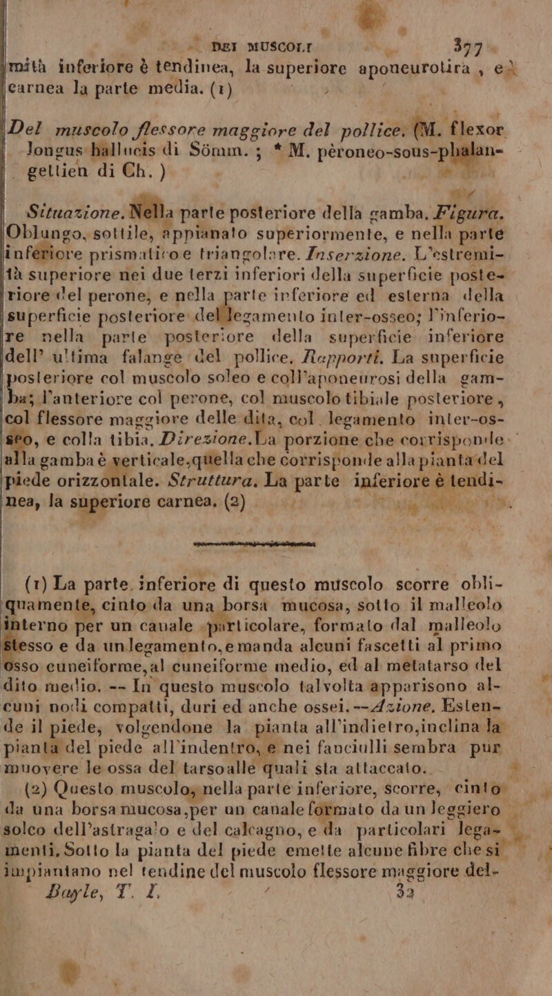 #54 dhe! ®, 4 ) ù Pa LD) DEI MUSCOLI dg 397 imità inferiore è tendinea, la superiore aponeurolira sea carnea la parte media. (1 I) 3 |Del muscolo flessore maggiore del pollice. dn flexor Jongus: ballucis di Somm. ; * M. pèroneo- n. Ji | gellien di Ch. ) Situazione. Nella parle posteriore della samba, Fl, \Oblungo, sottile, appianato superiormente, e nella parte inferiore prism: atiroe triangolare. Inserzione. L'estremi- [tà superiore nei due terzi inferiori della superficie poste- riore del perone, e nella parte inferiore ed esterna della superficie posteriore delfezamento i inler-osseo; l’inferio- ire nella. parte posteriore della superficie. inferiore dell’ ultima falange del pollice, Rapporti. La superficie vosleriore col muscolo soleo e coll’ aponeurosi della gam- a l’anteriore col perone, col muscolo tibiale posteriore ù pa flessore maggiore delle dita, col. legamento inter-os- ‘sto, e colla tibia, Direzione.La porzione che corrisponile. ‘a Ila gamba è» erticale,quella che corrisponde alla piantadel ‘piede orizzoniale. Struttura. La punte inferiore è tendi- nea, la aggigriore carnea, (2) 4 dia Alt 47 (1) La parte. inferiore di questo muscolo scorre obli- ‘quamente, cinto «da una borsa mucosa, sotto il malleolo interno per un cavale particolare, formato.dal malleolo sso e da unlegamento,e manda alcuni fascetti al primo so cuneiforme, val cuneiforme medio, ed al metatarso del dito macioi e Lo? questo muscolo talvolta apparisono al- cuni nodi compatti, duri ed anche ossei. -- Azione. Eslen&gt; de il piede; volgendone la. pianta all’indietro,inclina la pianta del piede all’indentro, e nei fanciulli sembra pur muovere le ossa del tarsoalle quali sta attaccaio. # (2) Questo muscoloyinella parte inferiore, scorre, cinto. da una borsa mucosa,per un canale fotmato da unleggiero . solco dell’astraga!o e del calcagno, e da particolari. lega ; menti, Sotto la pianta del piede emette alcune fibre che dal impiantano pel tendine del muscolo flessore maggiore del.