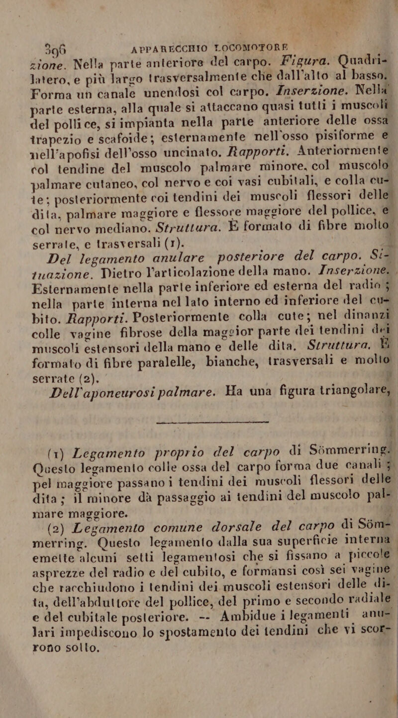 zione. Nella parte anteriore del carpo. Figura. Quadri- latero, e più largo trasversalmente chie dall’alto al basso. Forma un canale unendosi col carpo. Znserzione. Nella parte esterna, alla quale sì attaccano quasi tutti i muscoli del polli ce, si impianta nella parte anteriore delle ossa. irapezio e scafoide; esternamente nell'osso pisiforme e nell’apofisi dell’osso uncinato. Rapporti. Anteriormente col tendine del muscolo palmare minore, col muscolo palmare cutaneo, col nervo e coi vasi cubitali, e colla cu- ie; posteriormente coi tendini dei muscoli flessori delle. dita, palmare maggiore e flessore maggiore del pollice, € col nervo mediano. Struttura. È formato di fibre molto. serrale, e trasversali (1). È Del legamento anulare posteriore del carpo. Si inazione. Dietro l'articolazione della mano. Inserzione. , Esternamente nella parle inferiore ed esterna del radio ; nella parte interna nel lato interno ed inferiore del cu bito. Rapporti. Posteriormente colla cute; nel dinanzi colle vagine fibrose della maggior parte dei tendini dei muscoli estensori della mano e delle dita, Seruziura. B formato di fibre paralelle, bianche, trasversali e molto serrate (2), P Dell'aponeurosi palmare. Ha una figura triangolare, ‘x (1) Legamento proprio del carpo di Sémmerring. Questo legamento colle ossa del carpo forma due canali }. pel maggiore passano i tendini dei muscoli flessori delle dita; il minore dà passaggio ai tendini del muscolo pal mare maggiore. v (2) Legamento comune dorsale del carpo di Som- merring. Questo legamento dalla sua superficie interna emette alcuni setti legamentosi che si fissano a piccole asprezze del radio e del cubilo, e formansi così sei vagine. che racchiudono i tendini dei muscoli estensori delle di-. ta, dell’abduttore del pollice, del primo e secondo radiale e del cubitale posteriore. -- Ambidue i legamenti anu=. lari impediscono lo spostamento dei tendini che vi scor- rono sollo. | | | | | |