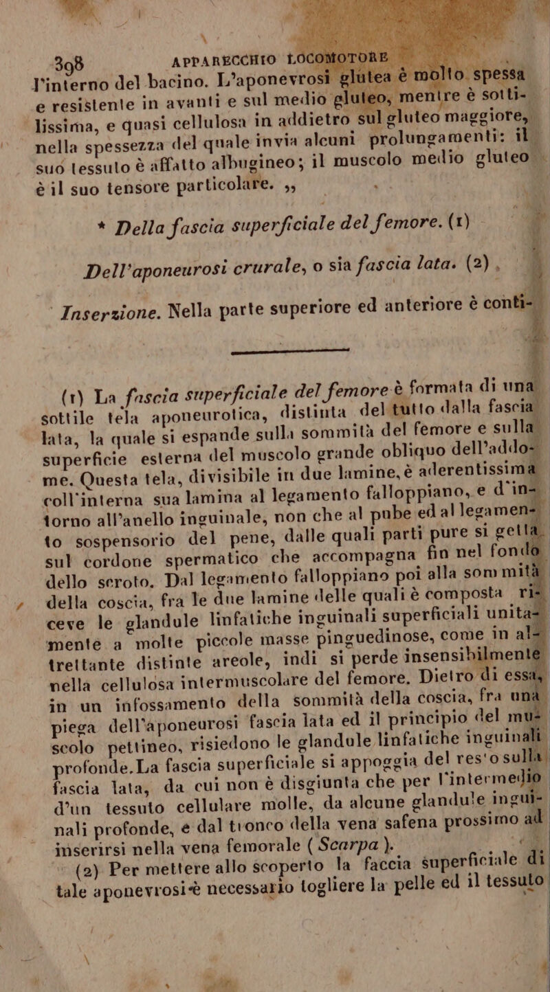 adi DEI i glutea è molta spessa e resistente in avanti e sul medio pluteo, mentre è sotti-. | lissima, e quasi cellulosa in addietro sul glute ) o maggiore, nella spessezza del quale invia alcuni prolungamenti: ilo suo tessuto è affatto albugineo; il muscolo medio gluteo è il suo tensore particolare. ,, } î, * Della fascia superficiale del femore. (1) “A Dell’aponeurosi crurale, o sia fascia lata. (2) , Inserzione. Nella parte superiore ed anteriore è contì-. (1) La fascia superficiale del femore è formata di una” sottile tela aponeurotica, distinta del tutto dalla fascia, lata, la quale si espande sulla sommità del femore e sulla. superficie esterna del muscolo grande obliquo dell’addo- me. Questa tela, divisibile in due lamine, è alerentissima. coll'interna sua lamina al legamento falloppiano, e d'in= torno all’anello inguinale, non che al pube ed al legamen= to sospensorio del pene, dalle quali parti pure si get sul cordone spermatico che accompagna fin nel fondo dello seroto. Dal legamento falloppiano poi alla som mità della coscîa, fra le due lamine delle quali è composta rit ceve le glandule linfatiche inguinali superficiali unita=. mente a molte piccole masse pinguedinose, come in al- trettante distinte areole, indi si perde insensibilmenté nella cellulosa intermuscolare del femore. Dietro di essa in un infossamento della sommità della coscia, fra una. piega dell’aponeurosi fascia lata ed il principio del mu. scolo pettineo, risiedono le glandule linfatiche inguinali profonde. La fascia superficiale si appoggia del res'o sulla, fascia lata, da cui non è disgiunta che per L'intera gl i d'un tessuto cellulare molle, da alcune glandu!e ingui- nali profonde, e dal tronco della vena safena prossimo al inserirsi nella vena femorale ( Scarpa ). + dl (2) Per mettere allo scoperto la faccia superficiale di tale aponevrosiè necessario togliere la pelle ed il tessuto