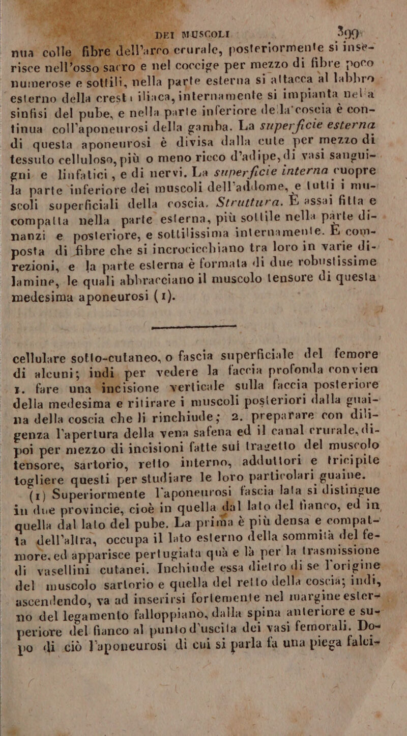 nua colle re dell’arco erurale, posteriormente si insè= risce nell’osso s numerose e sottili, nella parte esterna si altacca al labbro - esterno della crest. ilinca, internamente si impianta nel'a sinfisi del pube, e nella parte inferiore della'coscia è con- tinua coll’aponeurosi della gamba. La superficie esterna di questa aponeurosi è divisa dalla cute per mezzo di tessuto celluloso, più 0 meno ricco d’adipe, di vasi sangui-. gni e linfatici, e di nervi. La superficie interna cuopre la parte ‘inferiore dei muscoli dell'addome, e tutti i mu-; scoli superficiali della coscia. Struttura. È assai fitta e compatta nella parte esterna, più sottile nella pàrte di- . nanzi e posteriore, e sottilissima internamente. E com- posta di fibre che si incrocicchiano tra loro in varie di- rezioni, e la parte esterna è formata di due robustissime lamine, le quali abbracciano il muscolo tensore di questa» medesima aponeurosi (1). % ca cellulare sotto-cutaneo, o fascia superficiale del femore di alcuni; par per vedere la faccia profonda convien 1. fire ‘una incisione verticale sulla faccia posteriore della medesima e ritirare i muscoli posteriori dalla guai- na della coscia che li rinchiude; 2. preparare con dili- genza l’apertura della vena safena ed il canal crurale, di- poi per mezzo di incisioni fatte sui tragetto del muscolo tensore, sartorio, retto interno, adduttori e tricipile togliere questi per studiare le loro particolari guaine. (1) Superiormente l’aponeurosi fascia lata si distingue in due provincie, cioè in quella dal lato del fianco, ed in, quella dal lato del pube. La prima è più densa e compat- ta dell'altra, occupa il lato esterno della sommità del fe- more. ed apparisce pertugiata quà e là per la trasmissione di vasellini cutanei. Inchiude essa dietro di se l'origine. del muscolo sartorio e quella del retto della coscia; indi, ascendendo, va ad inserirsi fortemente nel margine eslers no del legamento falloppianò, dalla spina anteriore e SUS periore del fianco al punto d'uscita dei vasi femorali. Do= po di ciò Vaponeurosi di cui si parla fa una piega falci»