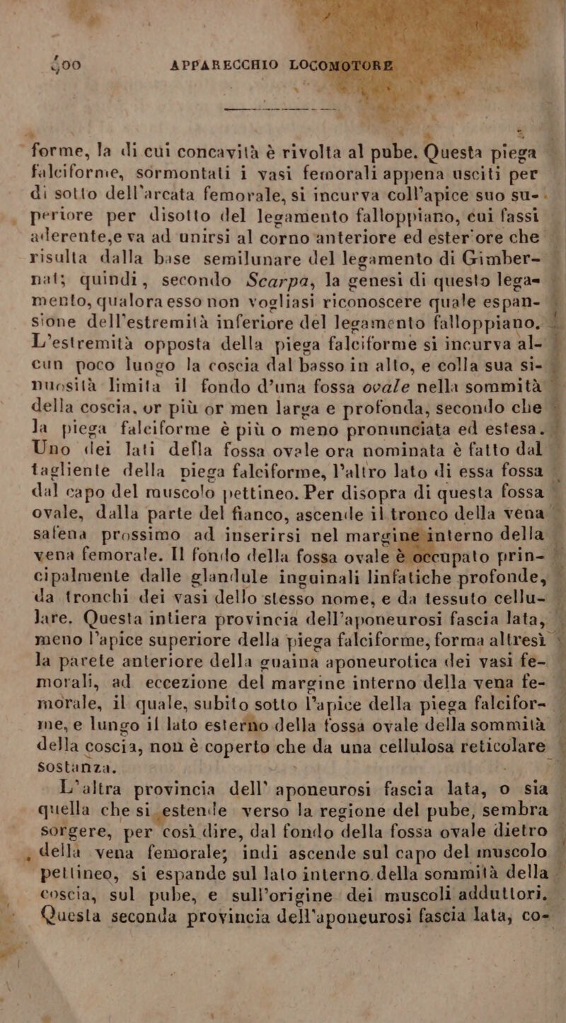 pi; ra 00 APPARECCHIO LOCO % : Di falciforme, sormontati i vasi femorali appena usciti per di sotto dell’arcata femorale, si incurva coll’apice suo su-. periore per disotto del legamento falloppiano, cui fassi aderente,e va ad unirsi al corno ‘anteriore ed ester'ore che risulta dalla base semilunare del legamento di Gimber- nat; quindi, secondo Scarpa, la genesi di questo lega= | mento, qualora esso non vogliasi riconoscere quale espan- sione dell’estremità inferiore del legamento falloppiano. È L’estremità opposta della piega falciforme si incurva al- | cun poco lungo la coscia dal basso in alto, e colla sua si- muosità limita il fondo d’una fossa ovaZe nella sommità della coscia, or più or men larga e profonda, secondo che la piega falciforme è più o meno pronunciata ed estesa. | Uno dei lati della fossa ovale ora nominata è fatto dal | tagliente della piega faleiforme, l’altro lato di essa fossa dal capo del muscolo pettineo. Per disopra di questa fossa | ovale, dalla parte del fianco, ascenile il tronco della vena | salena prossimo ad inserirsi nel Miri ‘at della — vena femorale. Il fondo della fossa ovale è occupato prin- cipalmente dalle glandule inguinali linfatiche profonde, | da tronchi dei vasi dello stesso nome, e da tessuto cellu= lare. Questa intiera provincia dell’aponeurosi fascia lata, { meno l’apice superiore della piega falciforme, forma altresi i la parete anteriore della guaina aponeurotica dei vasi fe- morali, ad eccezione del margine interno della vena fe- morale, il quale, subito sotto l’apice della piega falcifor= | me, e lungo il lato esterno della fossa ovale della sommità | della coscia, non è coperto che da una cellulosa reticolare | sostanza. i 7 L'altra provincia dell’ aponeurosi fascia lata, o sia | quella che si estende verso la regione del pube, sembra — sorgere, per così dire, dal fondo della fossa ovale dietro | della vena femorale; indi ascende sul capo del muscolo | petlineo, si espande sul lato interno.della sommità della } coscia, sul pube, e sull’origine dei muscoli adduttori. Questa seconda provincia dell'aponeurosi fascia lata, cos