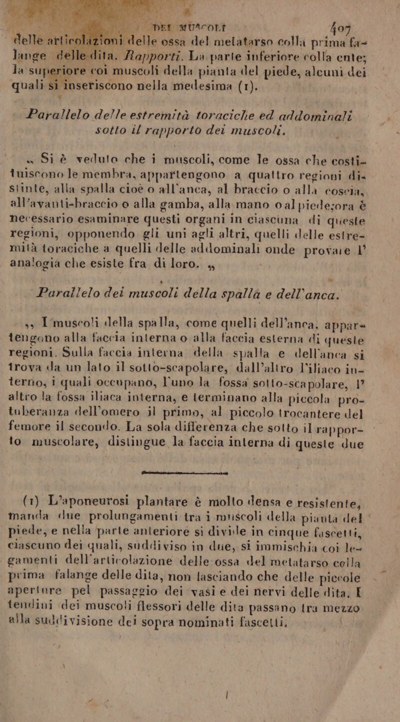 - delle artico) ni delle ossa del metatarso colli prima fa lange delledita. Rapporti. La parte inferiore colla ente; la superiore coi muscoli della pianta del piede, alcuni dei quali si inseriscono nella medesima (1). . Parallelo delle estremità toraciche ed addominali sotto il rapporto dei muscoli. i « Si è veduto che i muscoli, come le ossa che costi tuiscono le membra, appartengono a quattro regioni di stinte, alla spalla cioè o all'anca, al braccio o alla coscia, all’avanti-braccio o alla gamba, alla mano 0alpiede;ora è necessario esaminare Questi organi in ciascuna di queste regioni, opponendo gli uni agli altri, quelli delle estre- mità toraciche a quelli delle addominali onde provare 1’ ana!ogia che esiste fra di loro. ,, dr Parallelo dei muscoli della spalla e dell’anca. »» Imuscoli della spalla, come quelli dell’anca. appare tengono alla faccia interna o alla faccia esterna di queste regioni. Sulla faccia interna della spalla e dell'anca si trova da un lato il sotto-scapolare, dall’altro l’iliaco in- terno, i quali occupano, l'uno la fossa sotto-scapolare, 1? altro la fossa iliaca interna, e terminano alla piccola pro- tuberanza dell’omero il primo, al piccolo trocantere del femore il secondo. La sola differenza che sotto il rappor- to muscolare, distingue la faccia interna di queste due (1) L’aponeurosi plantare è molto densa e resistente, manda «due prolungamenti tra i muscoli della pianta del piede, e nella parte anteriore si divisle in cinque fascetti, ciascuno dei quali, suddiviso in due, si immischia coi le gamenti dell'articolazione delle ossa del metatarso cella prima falange delle dita, non lasciando che delle piccole aperture pel passaggio dei vasi e dei nervi delle dita. I tendini dei muscoli flessori delle dita passano tra mezzo alla suddivisione dei sopra nominati fascetti,