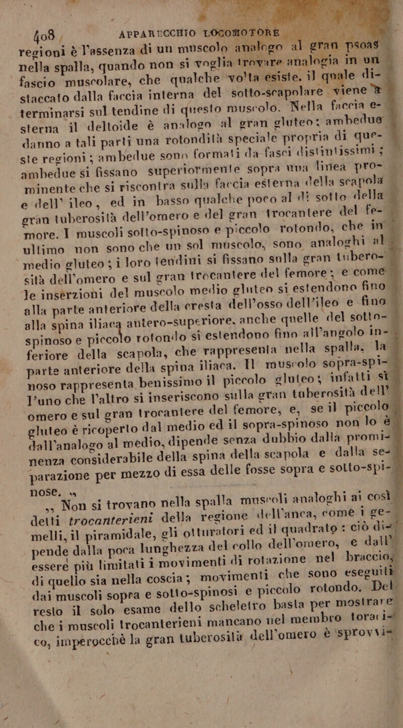 408, APPARECCHIO LOCOM one regioni è l'assenza di un muscolo analogo al gran psoas nella spalla, quando non si vaglia trovare analogia in un À fascio muscolare, che qualche ‘volta esiste. il quale di- staccato dalla faccia interna del sotto-srapolare viene ® - terminarsi sul tendine di questo muscolo. Nella faccia e- sterna il deltoide è analogo al gran gluteo; ambedue danmo a tali parti una rotondità speciale propria di que- more. I muscoli sotto-spinoso e piccolo rotondo, che in ultimo non sono che un sol muscolo, sono. analoghi al medio gluteo ; i loro tendini si fissano sulla gran tubero- cità dell’omero e sul gran trocantere del femore ; € come. Je inserzioni del muscolo medio gluteo si estendono fino alla parte anteriore della cresta dell'osso dell’ileo e fino | alla spina iliac antero-superiore, anche quelle del sotto- spinoso e Miani rotondo si estendono fino all'angolo in- 4 feriore della scapola, che rappresenta nella spalla. la parte anteriore della spina iliaca. Il muscolo sopra-spi- noso rappresenta benissimo jl piccolo gluteo; infatti sì l'uno che l’altro si inseriscono sulla gran taberosità dell’ omero e sul gran trocantere del femore, e, se il piccolo. gluteo è ricoperto dal medio ed il sopra-spinoso non lo è, dall’analogo al medio, dipende senza dubbio dalla promi-, nenza considerabile della spina della scapola e dalla se- parazione per mezzo di essa delle fosse sopra e solto-spi- nose. » 4 ,s Non si trovano nella spalla muscoli analoghi ai così detti trocanterieni della regione dell'anca, come i ge- melli, il piramidale, gli otturatori ed il quadrato : ciò dis! pende dalla poca lunghezza del collo dell'’omero, € dall’ essere più limitati i movimenti di rotazione nel braccio; di quello sia nella coscia ; movimenti che sono eseguiti dai muscolì sopra e solto-spinosi e piccolo rotondo, Del resto il solo esame dello scheletro basta per mostrare. che i muscoli trocanterieni mancano nel membro toraci+ Li co, imperocchè la gran tuberosità dell’omero è \sprovvi=.