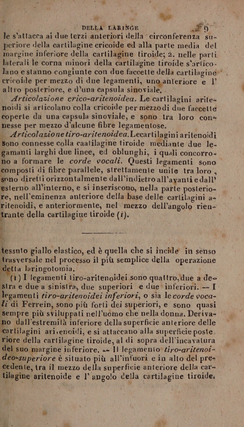 le s'attacca ai due terzi anteriori della circonferenza su- periore della cartilagine cricoide ed alla parte media del margine inferiore della cartilagine tiroide; 2. nelle parti laterali le corna minori della cartilagine tiroide s'artico- lano e stanno congiunte con due faccette della cartilagine» cricoide per mezzo di due legamenti, uno anteriore e 1’ altro posteriore, e d’una capsula sinoviale, - Articolazione crico-aritenoidea. Le cartilagini arite= noidi si articolano colla cricoide per mezzodi due faccette coperte da una capsula sinoviale, e sono. tra loro con* nesse per mezzo d’alcune fibre legamentose. . Articolazionetiro-aritenotdea.Lecartilagini aritenoidi Sono connesse colla caatilagine tiroide mediante due le- gamanti larghi due linee, ed oblunghi, i quali concorro- no a formare le corde vocali. Questi legamenti sono composti di fibre parallele, strettamente unite tra loro , sono diretti orizzontalmente dall’indietro all’ayanti e dall’ esterno all’interno, e si inseriscono, nella parte posterio= re, nell'’eminenza anteriore della base delle carlilagini a+ ritenoidi, e anteriormente, nel mezzo dell’angolo rien= trante della cartilagiue tiroide (i). ® si SMSTA RRESRII CAL tessuto giallo elastico, ed è quella che si incide ii senso trasversale nel processo il più semplice della. operazione detta laringotomia. (1) legamenti tiro-aritenoidei sono quattro, due a deo Stra e due a sinistra, due superiori e due‘ inferiori. -—- I egamenti firo-aritenvidei inferiori, o sia le corde voca- li di Ferrein, sono più forti dei superiori, e sono quasi sempre più sviluppati nell’uomo che nella donna. Deriva- no dall'estremità inferiore della superficie anteriore delle carlilagini aricencidi, e si attaccano alla superficie poste. riore della cartilagine tiroide, al di sopra dell’incavatura del suo margine inferiore, a+ Il legamento: tiro-aritenoi- deo-superiore è situato più all’intuori e in alto del pre- cedente, tra il mezzo della superficie anteriore della car- tilagine aritenoide e l'angolo della cartilagine tiroide,