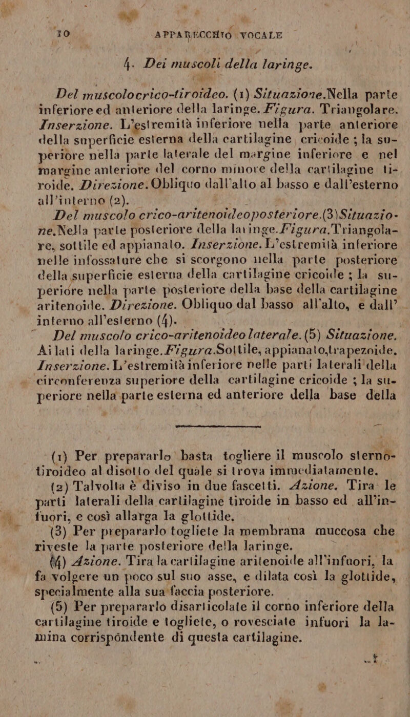 4. Dei muscoli della laringe. a Fat Del muscolocrico-tiroideo. (1) Situazione.Nella parte inferiore ed anteriore della laringe. F7gura. Triangolare. Inserzione. L’estremità inferiore nella parte anteriore della superficie esterna della cartilagine, cricoide ; la su- periòre nella parte laterale del margine inferiore e nel margine anteriore «del corno minore della cartilagine ti- roide. Direzione. Obliquo dall'alto al basso e dall’esterno all’interno (2). d Del muscolo crico-aritenoideoposteriore.(3)Situazio- ne.Nella parte posteriore della laringe.Migura.Triangola- re, sottile ed appianato. Zrserzione. L’esiremità inferiore nelle infossatare che si scorgono nella parte posteriore della superficie esterna della cartilagine cricoide ; la su- perigre nella parte posteriore della base della cartilagine aritenoile. Direzione. Obliquo dal basso all'alto, e dall interno all’esterno (4). ©. Del muscolo crico-aritenoideo laterale. (5) Situazione. Ailati della laringe. Figura.Soltile, appianato,trapezoide, Inserzione. L’estremità inferiore nelle parti laterali della circonferenza superiore della cartilagine cricoide ; la su- periore nella parte esterna ed anteriore della base della _ (1) Per prepararlo basta togliere il muscolo sterno- tiroideo al disotto del quale si trova immediatamente. (2) Talvolta è diviso in due fascetti. Azione. Tira: le parti laterali della cartilagine tiroide in basso ed. all’in- fuori, e così allarga la glottide. (3) Per prepararlo togliete la membrana muccosa che riveste la parte posteriore della laringe. i (4) Azione. Tirala cartilagine aritenoie all’infaori, la fa volgere un poco sul suo asse, e dilata così la glottide, specialmente alla sua faccia posteriore. | (5) Per prepararlo disarlicolate il corno inferiore della cartilagine tiroide e togliete, o rovesciate infuori la la- mina corrispondente di questa cartilagine. »* uu