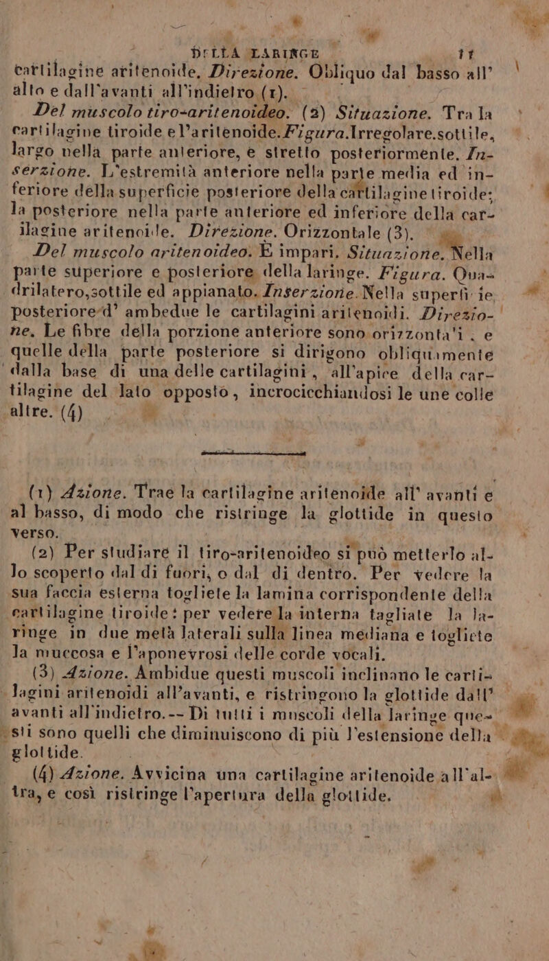 Sa: DELLA LARINGE — UL catlilagine aritenoide, Direzione. Obliquo dal basso all’ alto e dall’avanti all'indietro (1). | Del muscolo tiro-aritenoideo. (2) Situazione. Tra la cartilagine tiroide e l’aritenoide. Figura.Irregolare.sottile, largo nella parte anteriore, e stretto posteriormente, Zrn- serzione. L'estremità anteriore nella parle media ed in- feriore della superficie posteriore della c lilagine tiroide; la posteriore nella parte anteriore ed inferiore della car- ilagine aritenoi le. Direzione. Orizzontale (3). Del muscolo aritenoideo. E impari. Signa DACI parte superiore e posteriore della laringe. Figura. Qua drilatero,sottile ed appianato. Znserziorie. Nella superfì ie ne, Le fibre della porzione anteriore sono. orizzonta'i . e quelle della parte posteriore si dirigono obliquamente ‘dalla base di una delle cartilagini, ‘all'apice della car- tilagine del lato opposto, incrocicchianidosi le une colle altre. (4) ) ar al basso, di modo che ristringe la glottide in questo Verso. di : (2) Per studiare il tiro-aritenoideo si può metterlo al- lo scoperto dal di fuori; o dal di dentro. Per vedere la sua faccia esterna togliete la lamina corrispondente della cartilagine tiroide: per vedere la interna tagliate la la- ringe in due metà laterali sulla linea mediana e togliete Ja muccosa e l’aponeyrosi delle corde vocali. (3) Azione. Ambidue questi muscoli inclinano le carti= lagini aritenoidi all’avanti, e ristringono la glottide da!l” sti sono quelli che diminuiscono di più l'estensione della gloltide. (4) Azione. Avvicina una cartilagine aritenoide a llal- n 8 de