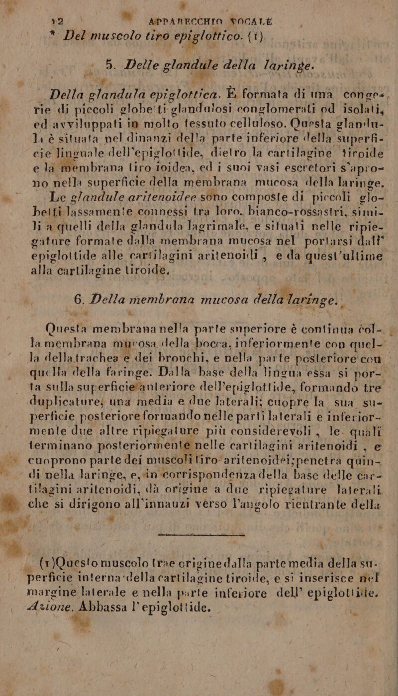 * 12 © APPARECCHIO VOCALE . CAR, Mi. è p * Del muscolo tiro ds (i) gE par 5. Delle glonglie della laringe. rie di piccoli globe:ti glandulosi conglomerati od isolati, ed avviluppati in molto tessuto celluloso. Questa glanlu- cie linsuale dell’ epiglot ide, dietro la cartilagine tiroide e la We mbrana liro i0idea, ed i suoi vasi escretori s° apro= no nella superficie della membrana mucosa della laringe. beiti. PPT dI connessi tra loro, bianco-rossastri, simi- li a quelli della glandula lagrimale, e situati nelle ripie- atare formate dalla membrana mucosa nel portarsi dall” epiglottide alle cartilagini aritenoidli, e da quesl’ullime alta: cartilagine tiroide, 6. Della membrana mucosa della laringe. we è la della trachea e dei bronchi, e nella parte posteriore cou quella della faringe. Dalla base della lingua essa’ si por- ta sulla superficie anteriore del’epiglottide, formando tre duplicature; una media e due laterali; cuopre la. sua su- perficie posteriore formando nelle parti laterali e inferior- menle due altre ripiegature più considerevoli , le. MUR terminano posteriormente nelle cartilagini aritenoidi , ja cuoprono parte dei muscoli tiro” ‘aritenojdei; penetra der di nella laringe, ein ‘corrispondenza della habe delle car- ® che si dirigono < all’innauzi verso l'angolo rientrante della ‘ VI dig. i LI i - (MQaesto muscolo trae origine dalla pi arte media della su. perficie interna ‘della cartilagine tiroide, e si inserisce mel margine laterale e nella psrte inferiore dell’ epiglottitle, Azione. Abbassa l° epiglottide. ù dl