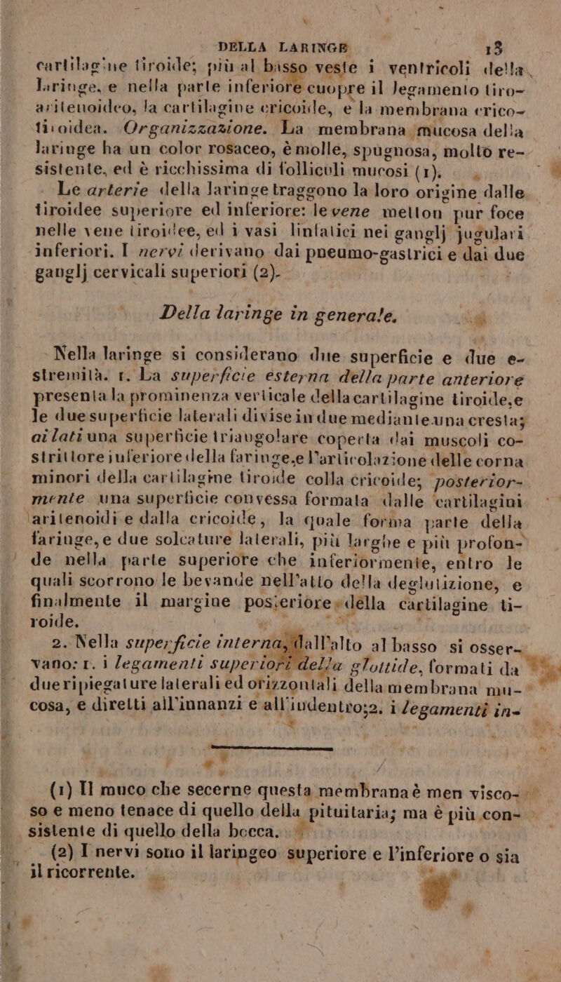 cartilagine tiroide; più al bas p veste i ventricoli «della. lariuge, e nella parte inferiore cuopre il Jegamento tiro- aritenoideo, la cartilagine ericoide, e la membrana erico- tiroidea. Organizzazione. La membrana mucosa della laringe ha un color rosaceo, è molle, spugnosa, molto re- sistente, ed è ricchissima di follicoli mucosi (1). |. Le arterie della laringe traggono la loro origine dalle iiroidee superiore ed inferiore: le veze metton pur foce nelle vene tiroiee, ed i vasi linfatici nei ganglj jugulari inferiori. I nervi derivano dai pneumo-gastrici e dai due ganglj cervicali superiori (2). Della laringe in generale. ca Nella laringe si considerano due superficie e due e- stremità. 1. La superficie esterna della parte anteriore presenta la prominenza verticale della cartilagine tiroide,e le due superficie laterali divisein due medianteuna cresta; ailatiuna superficie triaugolare coperta lai muscoli co- strittore juferiore della faringe,e articolazione delle corna minori della cartilagine tiroide colla cricoide; posterzor-. mente wna superficie convessa formata dalle ‘cartilagini ‘aritenoidi e dalla cricoide, la quale forma parte della faringe, e due solcature lalerali, più larghe e più profon- de nella. parte superiore che inferiormente, entro le quali scorrono le bevande nell’atto della deglutizione; e finalmente il margine posieriorew«ella cartilagine. ti- roide. , Vela 2. Nella superficie inter BA lo al basso si osser- vano: 1. i legamenti superiofi ella glottide, formati da dueripiegature laterali ed orizzontali della membrana mu-* cosa, e diretti all’innanzi e all'ivdentro;2, i legamenti in * i È , | BETTA ni E # +’ / so e meno tenace di quello della pituitaria; ma è più con- sistente di quello della bocca, > (2) I nervi sono il laringeo superiore e l’inferiore 0 sia il ricorrente. dei “è si 