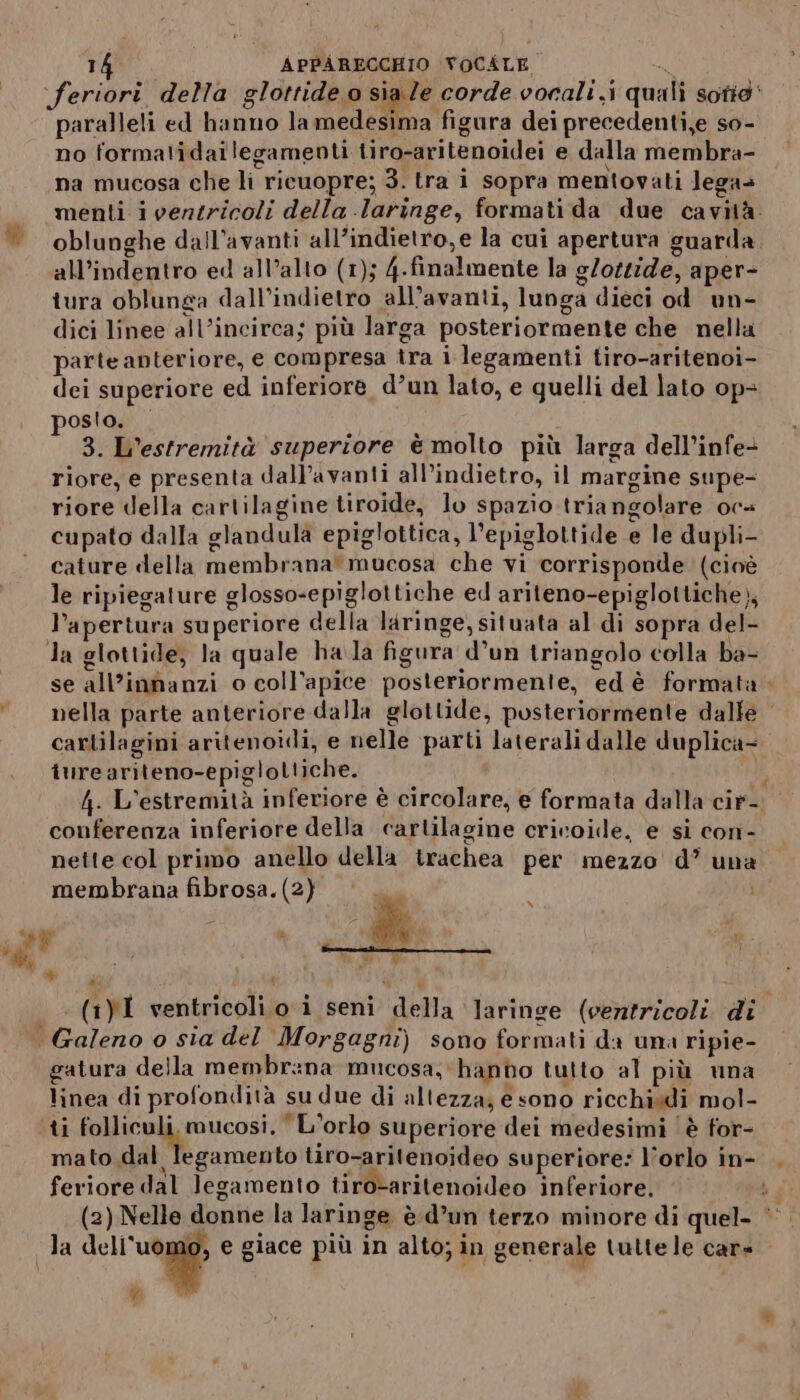 feriori. della glottide o up corde vocali .i quali sotig' paralleli ed hanno la medesima figura dei precedenti,e so- no formatidailegamenti tiro-aritenoidei e dalla membra- na mucosa che li ricuopre; 3. tra i sopra mentovati lega | menti ivenzricoli della laringe, formati da due cavità. | oblunghe dall’avanti all’indietro,e la cui apertura guarda. all’indentro ed all’alto (1); 4-finalmente la g/otzide, aper- tura oblunga dall’indietro all’avanti, lunga dieci od un- dici linee all’incirca; più larga posteriormente che nella parte anteriore, e compresa tra i legamenti tiro-aritenoi- dei superiore ed inferiore d’un lato, e quelli del lato op- posto. 3. L’estremità superiore è molto più larga dell’infe> riore, e presenta dall’avanti all’indietro, il margine supe- riore della cartilagine tiroide, lo spazio triangolare oc+ cupato dalla glandula epiglottica, l’epiglottide e le dupli- cature della membrana mucosa che vi corrisponde (cinè le ripiegature glosso-epiglottiche ed ariteno-epiglottiche), l’apertura superiore della laringe, situata al di sopra del- la glottide, la quale ha la figura d’un triangolo colla ba- se all’innanzi o coll’apice posteriormente, edè formata ‘nella parte anteriore dalla glottide, posteriormente dalle cartilagini aritenoidi, e nelle parti laterali dalle duplica= iureariteno-epigloltiche. 4. L'estremità inferiore è circolare, e formata dalla cir- conferenza inferiore della cartilagine cricoidle, e si con- nette col primo anello della trachea per mezzo d’ una membrana fibrosa. (2) PS : » od p ig” di gr LÌ a IL z Wi 4 _(1Y1 ventricoli.o i seni della ‘Jaringe (ventricoli di | Galeno o sia del Morgagni) sono formati da una ripie- gatura della membrana mucosa, hando tutto al più una linea di profondità su due di altezza; e sono ricchisdi mol- ti folliculi, mucosi. ‘ L'orlo superiore dei medesimi |è for- mato dal legamento tiro-aritenoideo superiore: l'orlo in- feriore dal legamento tiro-aritenoideo inferiore. h 3 (2) Nelle donne la laringe è-d’un terzo minore di quel- *’. da dell'vaggf e giace più in alto; in generale tutte le cars Li di