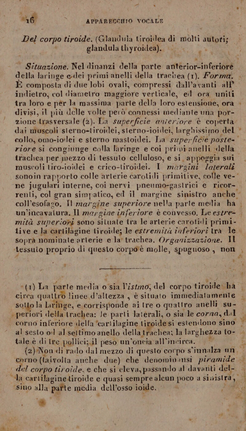 Del corpo tiroide. (Glandula Liroillea di molti autoti; ‘ glandula thyroidea). 1a Situazione. Nel dinanzi della parte anterior-inferioré della laringe edei primi anelli della tracnea (1). Forma. È composta di due lobi ovali, compressi dall’avanti all’ indietro, col diametro maggiore verticale, eil ora uniti tra loro e per la massima parte della loro estensione, ora divisi, il più delle volte però connessi mediante una por- zione trasversale (2). La superficie anieriore è coperta dai muscoli sterno-liroidei, sterno-ioidei, largnissirmo del riore si congiunge colla laringe e coi privi anelli della muscoli liro-ioidei e crico-tiroidei. I margini laterali ne jugulari interne, coi nervi pneumo-gastrici e ricor-. coll’esofazo. Îl margine superiore nella parte meilia ha un’incavatura. Il mergize inferiore è convesso, Le estre- mità superiori sono situate tra le arterie carotidi primi- îive e la cartilagine tiroide; le estremizà inferiori trà le soprà nominale arterie e la trachea. Organizzazione. Il ‘tessuto proprio di questo corpo'è molle, spugnoso, non Li 3 (1) La parte inedino o sia l’sm20; del corpo tiroide: ba circa quattro 1 linee d’allezza , è situato immediatamente sotto la laringe, e corrisponde ai tre o quattro anelli su- ‘periori della “irachea: le parti laterali, o sia le corna, dl corno inferiore «della cartilagine tiroide si estendono sino al sesto o:l al settimo anello della trachea; la larghezza to- tale è di tre pollici;.il peso un’'oncia all'incirca. Se corno (talvolta anche due) che denominansi piramide | del corpo tiroide. e che si eleva, passando al davanti del cda cartilagineliroide e quasi sempre alcun poco è sinistp9), «sino alla ape media dell’osso ioide, 2000 ) $ è