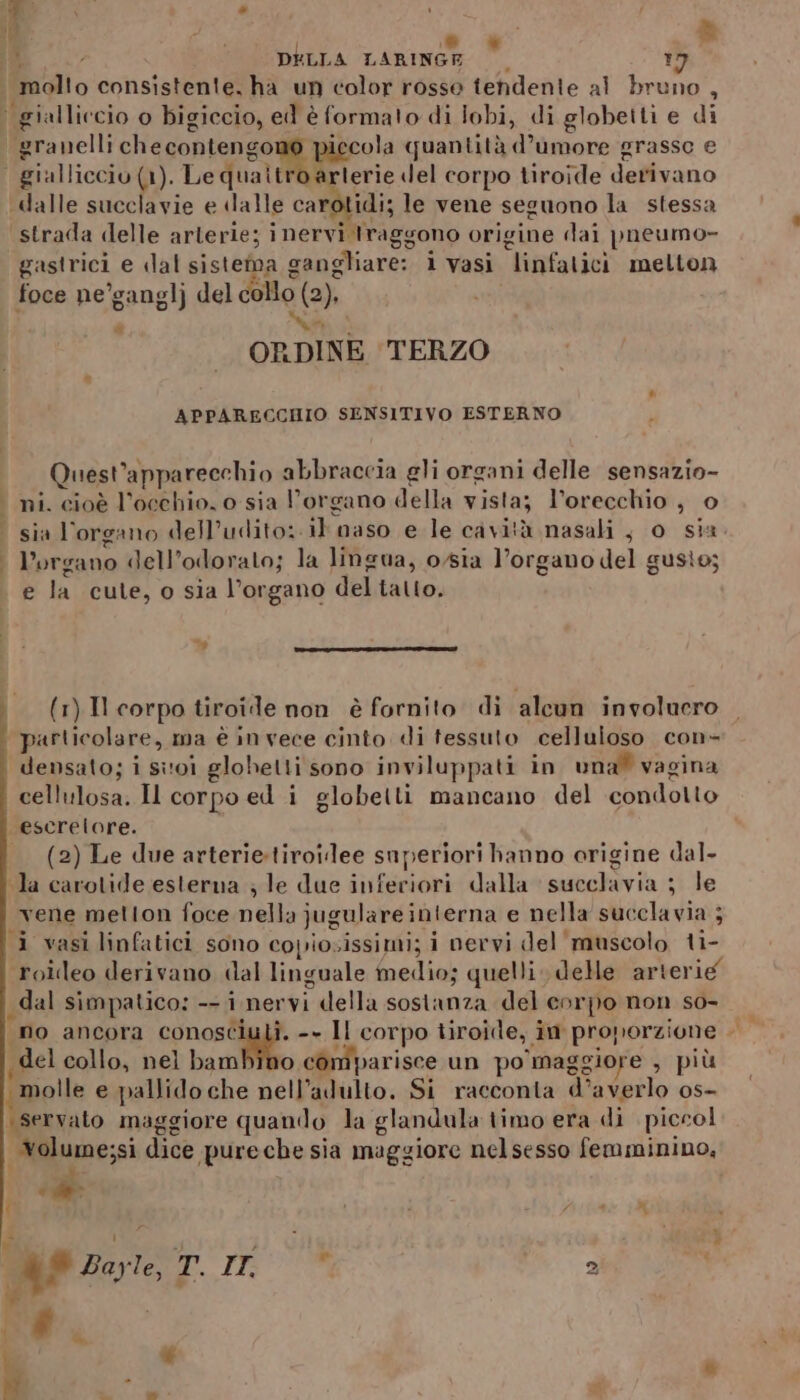 dalle succlavie e dalle carotidi; le vene seguono la stessa strada delle arterie; i nervi traggono origine dai pneumo- gastrici e «lal sistema gangliare: i vasi linfatici metton foce ne’ganglj del collo (2). a ORDINE ‘TERZO APPARECCHIO SENSITIVO ESTERNO Quest ‘apparecchio abbraccia gli organi delle sensazio- e : l’organo dell’odorato; la lingua, o/sia l'organo del gusio; Pla cule, o sia l'organo del Lalio: (1) Il corpo tiroide non è fornito di alcun involuero particolare, ma è invece cinto di tessuto celluioso con- densato; i sitoi globetti sono inviluppati in una” vagina cellulosa. Il corpo ed i globetti mancano del condotto escrelore. (2) Le due arterie:tiroilee superiori hanno origine dal- la carotide esterna ; le due inferiori dalla succlavia ; le vene mellon foce alla jugulare interna e nella succlavia ; i vasi linfatici sono copiosissimi; i nervi del muscolo ti- roileo derivano dal linguale medio; quelli, dele arterie dal simpatico: -- i nervi i della sostanza del corpo non so- del collo, nel bambino còmiparisce un po mag giore , più molle e pallido che nell’adulto. Si racconta d'averlo os- «Servato maggiore quando la glandula limo era di piccol Wolume;si dice «pure che sia maggiore nelsesso femminino, i - € e iS) “. è