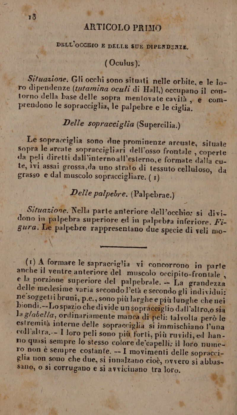 ) Mb 78 fi ARTICOLO PRIMO DELLID ORO E DELLE SUÉ DIPENDENZE. ( Oculus). Situazione. Gli occhi sono situati nelle orbite, e le lo- ro dipendenze (tefamina oculi di Hall,) occupano il con- torno della base delle sopra mentovate cavità ye com- prendono le sopracciglia, le palpebre e le ciglia, Delle sopracciglia (Supercilia.) di. Le sopracciglia sono due prominenze arcuale, situate sopra le arcate sopraccigliari dell’osso frontale , coperte da peli diretti dall’internoall’esterno,e formate dalla cu- le, ivi assai grossa,da uno strato di tessuto celluloso, da grasso e dal muscolo sopraccigliare. ( 1) i Delle palpebre. (Palpebrae.) Situazione. Nella parte anteriore dell’occhio: si divi- dono in palpebra superiore ed in palpebta inferiore. F{- gura. Le palpebre rappresentano due specie di veli mo- » i VERE SE RIE (1) A formare le sapracciglia vi concorrono in parle anche il ventre anteriore del muscolo occipito-frontale , e la porzione superiore del palpebrale. - La grandezza delle medesime varia secondo l’età e secondo gli individui: ne soggeti bruni, p.e.; sono più larghe e più lunghe che nei biondi.--Lo spazio che divide unsopracgiglio dall’altro,o sia la g/abella, ordinariamente manca di peli: talvolta però le estremità interne delle sopracciglia si immischiano l’una - coll’altra.-- 1 loro peli sono più forti, più ruvidi,ed han- no quasi sempre lo stesso colore de'capelli; il loto nume- ro non è sempre costante. -- I movimenti delle sopracci- glia non sono che due, si innalzano cioè, ovvero si abbas» Sano, o sì corrugano e si avvicinano tra loro. i ta & «> ©