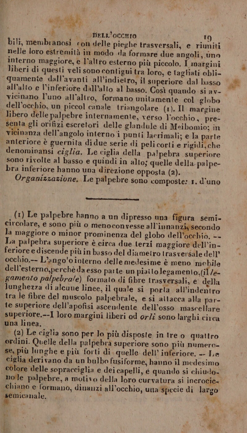 bili, membranosi con delle pieghe trasversali, e riuniti nelle loro estremità in modo «a formare due angoli, uno interno maggiore, e l’altro esterno più piccolo. I margini liberi di questi veli sono contigui tra loro, e tagliati obli- all'alto e l’inferiore dall’alto al basso. Così quando si av- vicinano l'uno all'altro, formano unitamente col globo dell’occhio, un piccol canale triangolare (1). Il margine pre- senta gli orifizi escretori delle glandule di Meibomio; in è) vicinanza dell'angolo interno i punti lacrimali; e la parte denomivansi ciglia. Le ciglia della palpebra superiore sono rivolte al basso e quindi in alto; quelle della palpe- bra inferiore hanno una direzione opposta (2). Organizzazione. Le palpebre sono composte: 1. d'uno lc] A, A (1) Le palpebre hanno a un dipresso una figura semi- circolare, e sono più o menoconvesse all’innanziy secondo la maggiore o minor prominenza del globo dell’occhio, -- La palpebra superiore è circa due terzi maggiore dell’in- feriore e discende più in basso del diametro trasversale dell” occhio.-- L’ango'ointerno delle medesime è meno mobile dell'esterno,perchè da esso parte un piaitolegamenio.(il/e- . . “e . LI lunghezza di alcune linee, il quale si porla. all’indentro tra le fibre del muscolo palpebrale, e si attacca alla par- te superiore dell’apofisi ascendente dell’osso mascellare superiore.--I loro margini liberi od or/i sono larghi circa una linea, | i i | (2) Le ciglia sono per lo più disposte in tre o quattro ordini. Quelle della palpebra superiore sono più numero- se, più lunghe e più forti di . quelle: dell’ inferiore, -- Le ciglia derivano da un bulbo fusiforme, hanno il medesimo colore delle sopracciglia e dei capelli, é quando si chiudo- chiano e formano, dinanzi all'occhio, una specie di largo Me, i half: % ne