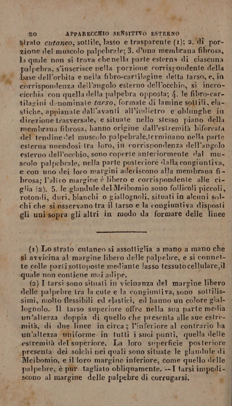 20 APPARECCHIO SENSITIVO ESTERNO — sirato cutaneo, sotlile, lasso e trasparente (1); 2. di por- zione del muscolo palpebrale; 3. d'una membrana fibrosa, la quale non si trova chenella parle esterna di ciascuna palpebra, s'inserisce nella porzione corrispondente della base dell'orbita e nella fibro-cartilagine detta larso, e, in corrispondenza deil’angolo esterno dell'occhio, si incro- cicchia con quella della palpebra opposta; 4. le fibro-car- tilasini denominaie tarso, formate di lamine sottili, ela- stiche, appianate dall’avanti all’indietro e oblunghe in direzione trasversale, e situate nello stesso piano della membrana fibrosa, hanno origine dall’estremità biforcata del tendine el muscolo palpebrale,terminano nella parte esterna unendosi tra loro, in corrispondenza dell'angolo esterno dell’occhio, sono coperte anteriormente dal. mu- scolo palpebrale, nella parte posteriore lalla congiuntiva, e con uno «dei loro margini aderiscono alla membrana fi- brosa; l’aliro margine è libero e corrispondente alle ci- glia (2). 5. le glandule delMeibomio sono follicoli piccoli, rotondi, duri, bianchi o giallognoli, situati in alcuni sol- chi che si osservano tra il tarso e la congiuntiva disposti gli uni:sopra gli altri in modo da formare delle linee 7 (1) Lo strato cutaneo si assotliglia a mano a mano che si avvicina al margine libero delle palpebre, e si connet- te colle parli sottoposte mediante lasso tessuto cellulare,il quale non contiene mai adipe. i (2) I tarsi sono situati in vicinanza del margine libero delle palpebre tra la cule e la congiunliva, sono sotlilis- simi, molto flessibili ed elastici, ed hanno un colore gial- lognolo. Il tarso superiore offre nella sua parte meiia un'altezza doppia di quello che presenta alle sue estre- un'altezza mniforme. in tuiti i suoi punti, quella delle estremità del superiore. La loro superficie posteriore presenta dei solchi nei quali sono situate Ie glandule di palpebre, è pur tagliato obliquamente. --I tarsi impedi- scono al margine delle palpebre dì corrugarsi. n t)