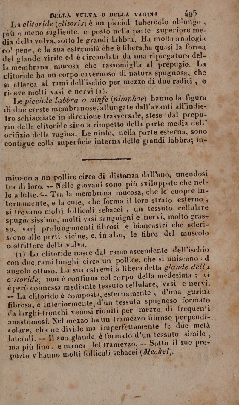 La clitoride (clitoris) è un picciol tubercolo oblunso , iù o meno sagliente, e posto nella pate superiore me- dia della vulva, sotto le grandi labbra. Ha molta analogia co' pene, e la sua estremità che è libera.ha quasi la forma del glande virile ed è circondata da una ripiegatura del- li membrana mucosa che rassomiglia al prepuzio. La clitoride ha un corpo cavernoso di natura spugnosa, che si attacca ai rami dell'ischio per mezzo di due radici , e riceve molti vasi e nervi (1). Le picciole labbra o ninfe (nimphae) banno la figura di due creste membranose:allungate dall’avanti all’indie- tro schiacciate in direzione trasversale, stese dal prepu- zio della clitoride sino a rimpetto della parte media dell’ orifizio della vagina. Le ninfe, nella parle esterna, sono contigue colla superficie interna «elle grandi labbra; in- RITIRARE III II minano a un pollice circa di distanza dall'anò, unendosi tra di loro. -- Nelle giovani sono più sviluppate che nel- le alulte.&- Tra la membrana mucosa, che le cuopre in- ‘ternamente, e la cute, che forma il loro strato esterno;; si trovano molti follicoli sebacei, un tessulo cellulare spugaosiss.mo, molti vasi sanguigni e nervi, molto gras- so, varj prolungamenti fibrosi e biancastri che aderi- scono alle parti. vicine, e, in alto, le fibre del muscolo “costrittore della vulva. (1) La clitoride nasce dal ramo ascendente dell’ischio con due rami lunghi circa un poll.ce, che si uniscono ‘d angolo ottuso, La sua estremità libera detta glande della c'itoride, non è continua col corpo della medesima : vi è però connessa mediante tessuto cellulare, vasi e nervi. -- La clitoride è composta, esternamente , d’una guaina fibrosa, e interiormente, d'un tessuto spugnoso formato da larghi-tronchi venosi riuniti per mezzo di frequenti anastomosi, Nel mezzo ha un tramezzo fibroso perpendi-, colare, che ne divide ma imperfettamente le due metà laterali. -- Il suo glande è formato d’un tessuto simile , ma più fino, e manca «el iramezzo. -- Sotto il suo pre- puzio v'hanno molti folliculi sebacei (Mec4el).