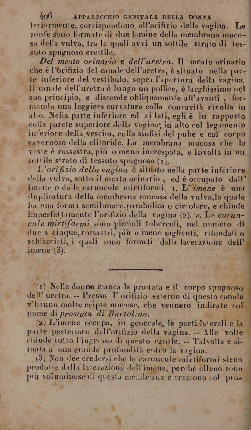 leriormente, corrispondono, all’orifizio della vagina. Le ninfe sono formate di due lamine della membrana muco ‘ sa della vulva, tra le quali avvi un sottile strato di les- sulo spugnoso erettile... Del meato orinario e dell’uretra. ll meato orinario che è l’òrifizio del canaledell’uretra, è situato nella par- te inferiore del vestibulo, sopra Seocrina, della vagina. Ji canale dell’uretra è lungo uu pollice, è larghissimo nel suo principio, e discende obliquamente all’ avanti ;. for- matilo una leggiera curyatura colla concavità rivolta in alto. Nella parte inferiore ed ai lati, egli è in rapporto colla parele superiore della vagina; in alto col legamento inferiore della vescica, colla siufisi del pube e col corpa cavernoso della clilaride La membrana mucosa che lo. veste è rossastra, più o meno incrèspata;, e involta in'un sottile strato di tessuto spugnoso (DL L'’orifizio della vagina è sitviato nella parte inferiore della vulva, solto il meato orinario., È; è occupato dall I Betanie.» d4Ue caruncule mirtiformi, 1, L'îmene è una duplicatura della membrana mucosa della vulva,la quale lia una forma semilunare,parabolica o circolare, e chiude: imperfeltamente l’orifizio della vagina (2). 2. Le carun- Cul mirtiformi sono piccioli tubercoli, nel, numeto Hel due a cinque, rossastri, più o meno saglienti, ritondati 0 — schiacciati, i quali sono formati dalla lacerazione delle imene (3). } Î % dell’ uretra. -- Presso 1’ orifizio esterno di questo canale a) Nelle donna manca la prostata e il corpo spagnoso | 7 v'hanno molte cripte mucose, che vennero indicate col; È nome di prostata di Bartolino. 3 (2) L’imene occupa, in generale, lè parti Jaterali ela parte posteriore dell’orifizio della y agina. -- Alle volte | chiude tutto l’ingresso di questo canale. -- Talvolta e si- lualaa una grande pra fondità entro Ta vaciua. ° (3) Non dee credersi che le caruncule mirtiformi siena |. prodotte dalla lacerazione dell’; imene, perché elleno sono id più voluminose di questa me ulitana e crescono col pro» “Î