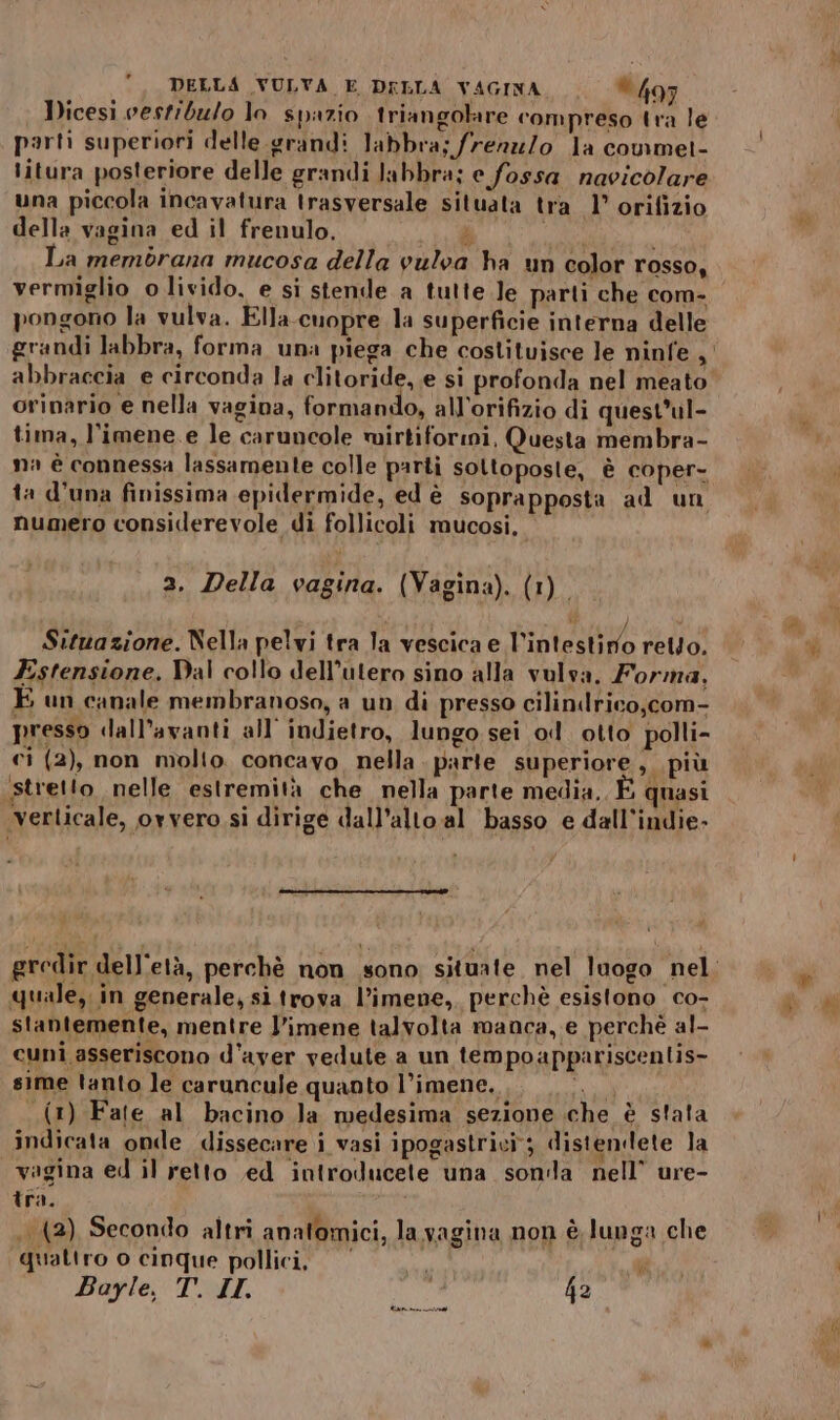 Dicesi vestiblo lo spazio triangolare compreso tra le parti superiori delle.grandi labbra; frerz/o la coumet- litura posteriore delle grandi labbra; e fossa navicolare una piccola incavatura trasversale situata tra 1° orifizio della vagina ed il frenulo. © &amp; “ros La membrana mucosa della vulva ha un color rosso, vermiglio o livido, e si stende a tutte le parti che com- pongono la vulva. Ella-cuopre la superficie interna delle grandi labbra, forma una piega che costituisce le ninfe, abbraccia e circonda la clitoride, e si profonda nel meato oripario e nella vagina, formando, all’orifizio di quest’ul- tima, l'imene.e le caruncole mirtiforimi, Questa membra- na è connessa lassamente colle parti soltoposle, è coper- ta d'una finissima epidermide, ed è soprapposta ad un numero considerevole di follicoli mucosi. a. Della vagina. (Vagina). (1) * Ra Situazione. Nella pelvi tra la vescica e l'intestiro retto. Estensione, Dal collo dell’utero sino alla vulva, Forma, È un canale membranoso, a un di presso cilinlrico,com- presso dall’avanti all’ indietro, lungo sei od. otto polli- ci (2), non molto concavo nella. parte superiore , più ‘stretto nelle estremità che nella parte media, È quasi Verticale, ovvero si dirige dall’alto al basso e dall’indie- quale, in generale, sì trova l’imene, perchè esistono co- stantemente, mentre l’imene talvolta manca, e ‘perchè al- cuni asseriscono d'aver vedute a un tempo appariscentis- sime tanto le caruncule quanto l’imene. n (1) Fate al bacino Ja medesima sezione che è stata indicata onde dissecare i vasi ipogastrici; distendete la vagina ed il retto ed introducete una sonla nell’ ure- tra. . (2) Secondo altri anatomici, la vagina non è lunga che quattro o cinque pollici, ‘ Bayle, T. II. 42 [Pn] lé e > +