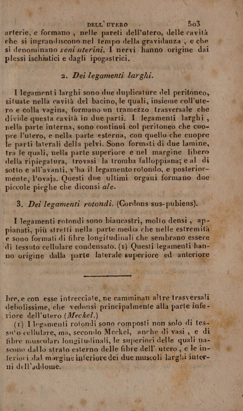 f arterie, e formano , nelle pareti dell’utero, delle cavità che si ingrandiscono nel tempo della gravidanza , e che si denominano seni uferini. I nervi hanno origine dai plessi ischiatici e dagli ipogastrici. i 2. Dei legamenti larghi. I legamenti larghi sono due duplicature «el peritoneo, situate nella cavità del bacino, le quali, insieme coll’ute- ro e colla vagina, formano un tramezzo trasversale che divide questa cavità in due parti. I legamenti larghi , nella parte interna, sono continui col peritoneo che cuo- pre l’utero, e nella parte ‘esterna, con quello che cuopre le parti laterali della pelvi. Sono formati di due lamine, tra le quali, nella parte superiore e nel margine libero della ripiegatura, trovasi la tromba falloppiana; e al di sotto e all’avanti, v'ha il legamento rotondo, e posterior- mente, l’ovaja. Questi due ‘ultimi organi formano due piccole pieghe che diconsi a/e. 3. Dei legamenti rotondi. (Cordans-sus-pubiens).. pianati, più stretti nella parte media che nelle estremità di tessuto cellulare condensato. (1) Questi legamenti han- no origine dalla parte laterale superiore ed anteriore A ( bre, e con esse intrecciale, ne camminan altre trasversali debolissime, che vedonsi principalmente alla parte iufe- riore dell'utero (Meckel.) suo cellulare, ma, secondo Meckel, anche di vasi, e di feriori dal margine inferiore dei due muscoli larghi 1nter- ni dell'addome. pi