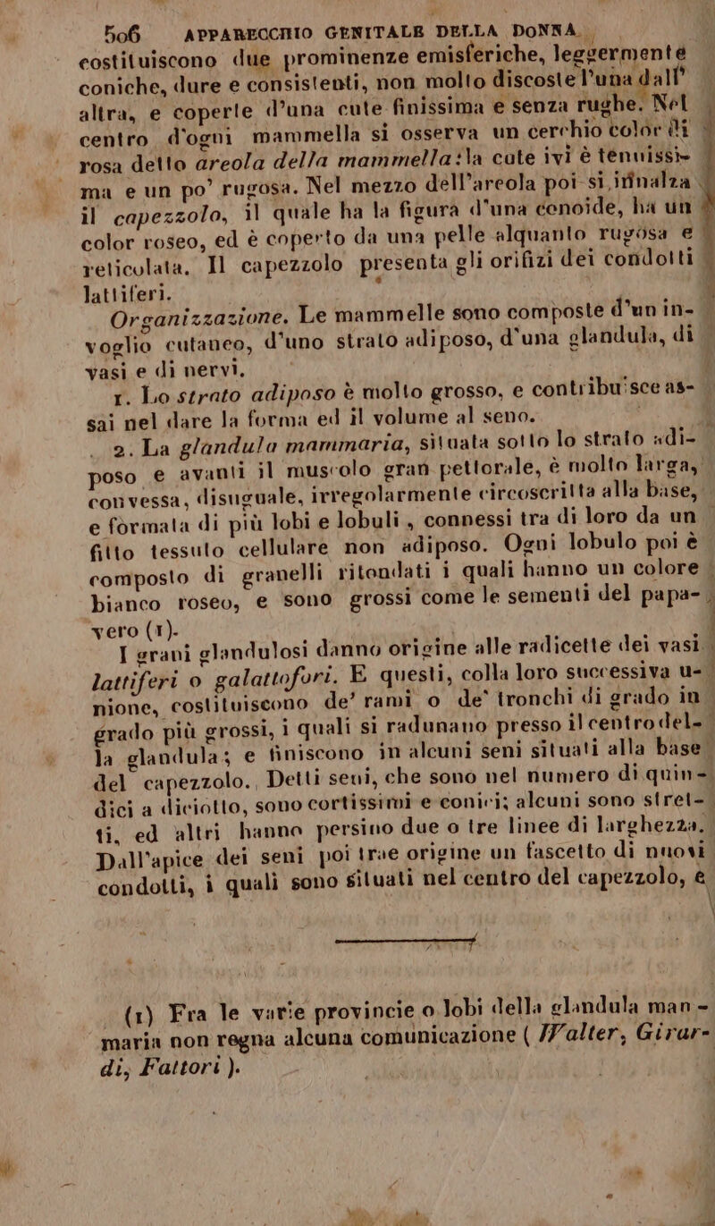 costituiscono due prominenze emisferiche, leggermente coniche, dure e consistenti, non molto discoste l'una dall’ altra, e coperte d’una cute finissima e senza rughe. Nel centro d'ogni mammella si osserva un cerchio color iti | rosa detto areola della mammella:la cute ivi è tenwissi» | ma eun po’ rugosa. Nel mezzo dell’areola poi si irfinalza { il capezzolo, il quale ha la figura d'una conoide, ha un color roseo, ed è coperto da una pelle alquanto rugosa € reticolata. Il capezzolo presenta gli orifizi dei condolti lattiferi. a Organizzazione. Le mammelle sono composte d'un in- | voglio cutaneo, d'uno strato adiposo, d'una glandula, di vasi e di nervi. | r. Lo strato adiposo è molto grosso, e contribu'sce as- sai nel dare la forma ed il volume al seno. i; 2. La g/andula mammaria, situata sotto lo strato «di- poso e avanti il ‘muscolo gran pettorale, è molto larga, convessa, disuguale, irregolarmente circoscritta alla base, e formata di più lobi e lobuli, connessi tra di loro da un fitto tessuto cellulare non adiposo. Ogni lobulo poi è composto di granelli ritondati i quali hanno un colore | bianco roseo, e sono grossi come le sementi del papa- vero (1). I erani glandulosi danno origine alle radicette dei vasi. lattiferi o galatto vri. E questi, colla loro successiva u- | nione, costituiscono de’ rami o de’ tronchi di grado in grado più grossi, i quali si radunano presso il centro del. la glandula; e finiscono in alcuni seni situati alla base. del capezzolo. Detti seni, che sono nel numero di quin- dici a diciotto, sono cortissimi e conivi; alcuni sono stret- ti, ed altri hanno persino due o tre linee di larghezza. . Dall'apice dei seni poi trae origine un fascetto di nuovi condotti, i qualì sono situati nel centro del capezzolo, &amp; 4 eat —> sentire tira (1) Fra le varie provincie 0 Jobi della glandula man - maria non regna alcuna comunicazione ( /7alter, Girare di; Fattori ).