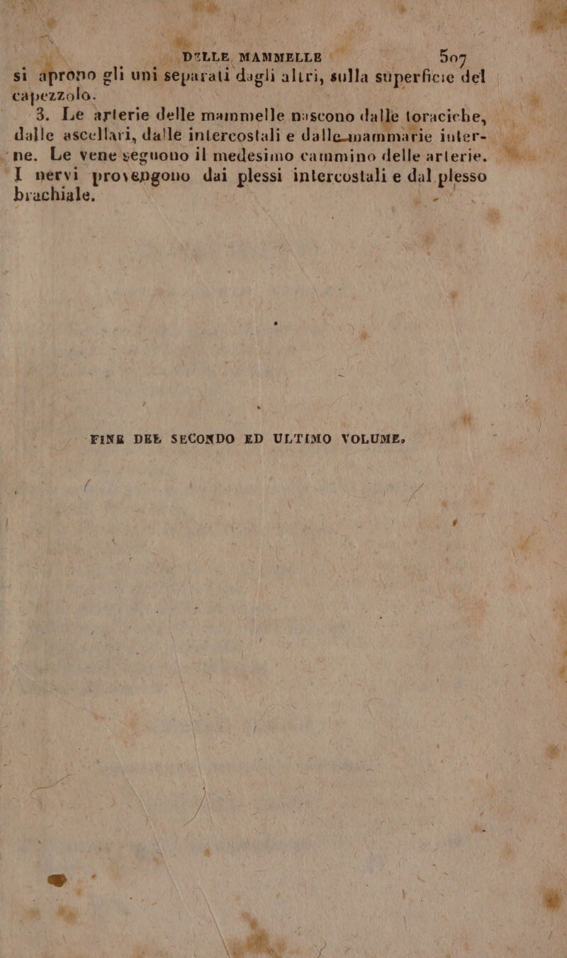 T, io î pe n DE LLE, MAMMELLE ed 507 sì Mrdio gli uni separati dagli altri, sulla superficie del capezzolo. ‘3. Le arterie delle mammelle nascono “A; toraciehe, dalle ascellari, dalle intercostali e dalleanammarie iuter- I nervi provengono dai plessi intercostali e dal. plesso brachiale, a ‘FINE DEE SECONDO ED ULTIMO VOLUME»: