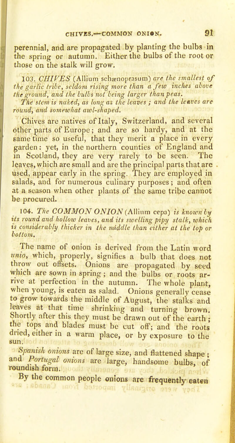 perennial, and are propagated by planting the bulbs in the spring or autumn. Either the bulbs of the root or those on the stalk will grow. 103. CHIVES (Allium schaenoprasum) are the smallest of the garlic tribe, seldom rising more than a few inches above the ground, and the bulbs not being larger than peas. The stem is nuked, as long as the leaves ; and the leaves arc round, and somewhat awl-shaped. Chives are natives of Italy, Switzerland, and several other parts of Europe; and are so hardy, and at the same time so useful, that they merit a place in every garden: yet, in the northern counties of England and in Scotland, they are very rarely to be seen. The leaves, which are small and are the principal parts that are - used, appear early in the spring. They are employed in salads, and for numerous culinary purposes; and often at a season when other plants of the same tribe cannot be procured. 104. The COMMON ONION (Allium cepa) is knoivnly its round and hollow leaves, and its swelling pipy stalk, which is considerably thicker in the middle than either at the lop or bottom. The name of onion is derived from the Latin word unio, which, properly, signifies a bulb that does not throw out offsets. Onions are propagated by seed which are sown in spring; and the bulbs or roots ar- rive at perfection in the autumn. The whole plant, when young, is eaten as salad. Onions generally cease to grow towards the middle of August, the stalks and leaves at that time shrinking and turning brown. Shortly after this they must be drawn out of the earth ; the tops and blades must be cut off; and the roots dried, either in a warm place, or by exposure to the sun. Spanish onions are of large size, and flattened shape ; onions are large, handsome bulbs, of roundish form. By the common people onions are frequently eaten