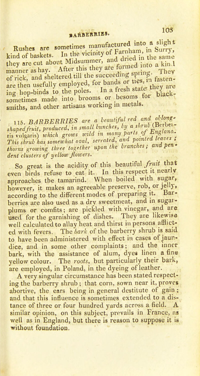 Rushes are .ometimes -^f^^iSg^ kind of baskets. In the viclmty ofJa^ham in£ J , they are cut abort Midsummer, andL dned in manner as hay. After this they are foi ™ Jh of rick, and sheltered till the^succeeding Jg n ' V are then usefully employed, for bands 01 * | ing hop-binds to the poles. In a fresh state W . sometimes made into brooms or besoms for DUH* smiths, and other artisans working in metals. 115. BARBERRIES are a beautiful red and oblong- shaped fruit, produced, in small bunches, by * 'hrf<&™' r)s vulgaris) which grows wild in many parts of Englana. This shrub has somewhat oval, serrated, and pointed leaves , thorns growing three together upon the branches; and pen- dent clusters of yellow flowers. So great is the acidity of this beautiful fruit that even birds refuse to eat it. In this respect it nearly approaches the tamarind. When boiled with sugar, however, it makes an agreeable preserve, rob, or jelly, according to the different modes of preparing it. Bar- berries are also used as a dry sweetmeat, and in sugar- plums or comfits; are pickled with vinegar, and are used for the garnishing of dishes. They are likewise well calculated to allay heat and thirst in persons afflict- ed with fevers. The bark of the barberry shrub is said to have been administered with effect in cases of jaun- dice, and in some other complaints; and the inner bark, with the assistance of alum, dyes linen a fine yellow colour. The roots, but particularly their bark, are employed, in Poland, in the dyeing of leather. A very singular circumstance has been stated respect- ing the barberry shrub ; that corn, sown near it, proves abortive, the ears being in general destitute of gain ; and that this influence is sometimes extended to a dis- tance of three or four hundred yards across a field. A similar opinion, on this subject, prevails in France, na well as in England, but there is reason to suppose it is without foundation.