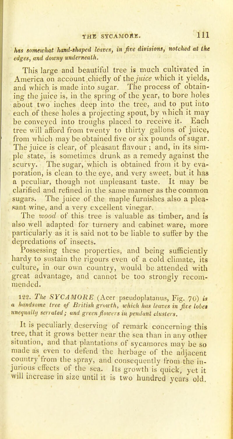 has somewhat hand-shaped leaves, in five divisions, notched at the edges, and downy underneath. This large and beautiful tree is much cultivated in America on account chiefly of thejuice which it yields, and which is made into sugar. The process of obtain- ing thejuice is, in the spring of the year, to bore holes about two inches deep into the tree, and to put into each of these holes a projecting spout, by which it may be conveyed into troughs placed to receive it. Each tree will afford from twenty to thirty gallons of juice, from which may be obtained five or six pounds of sugar. The juice is clear, of pleasant flavour ; and, in its sim- ple state, is sometimes drunk as a remedy against the scurvy. The sugar, which is obtained from it by eva- poration, is clean to the eye, and very sweet, but it has a peculiar, though not unpleasant taste. It may be clarified and refined in the same manner as the common sugars. The juice of the maple furnishes also a plea- sant wine, and a very excellent vinegar. The wood of this tree is valuable as timber, and is also well adapted for turnery and cabinet ware, more particularly as it is said not to be liable to suffer by the depredations of insects. Possessing these properties, and being sufficiently hardy to sustain the rigours even of a cold climate, its culture, in our own country, would be attended with great advantage, and cannot be too strongly recom- mended. 122. The SYCAMORE (Acer pseudoplatanus, Fig. 70) is a handsome tree of British groicth, which has leaves in Jive lobes unequally serrated; and green flowers in pendunt clusters. It is peculiarly deserving of remark concerning this tree, that it grows better near the sea than in any other situation, and that plantations of sycamores may be so made as even to defend the herbage of the adjacent country'from the spray, and consequently from the in- jurious effects of the sea. Its growth is quick, yet it will increase in size until it is two hundred years old.