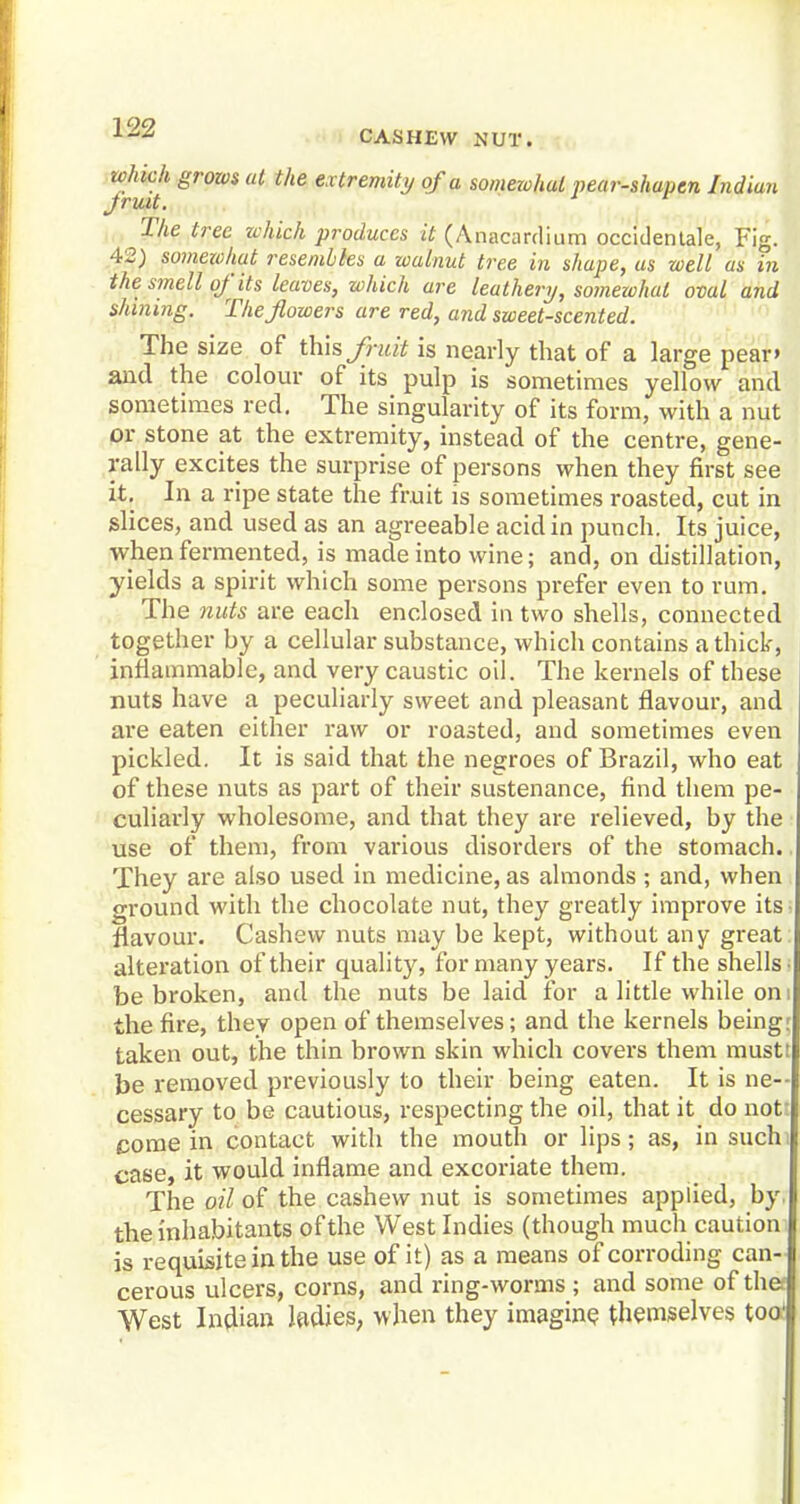 CASHEW NUT. which grows at the extremity of a somewhat pear-shapen Indian The tree which produces it (Anacardium occidentale, Fig. 42) somewhat resembles a walnut tree in shape, as well as in the smell of its leaves, which are leathery, somewhat oval and shining. The flowers are red, and sweet-scented. The size of this fruit is nearly that of a large pear» and the colour of its pulp is sometimes yellow and sometimes red. The singularity of its form, with a nut or stone at the extremity, instead of the centre, gene- rally excites the surprise of persons when they first see it. In a ripe state the fruit is sometimes roasted, cut in slices, and used as an agreeable acid in punch. Its juice, when fermented, is made into wine; and, on distillation, yields a spirit which some persons prefer even to rum. The nuts are each enclosed in two shells, connected together by a cellular substance, which contains a thick, inflammable, and very caustic oil. The kernels of these nuts have a peculiarly sweet and pleasant flavour, and are eaten either raw or roasted, and sometimes even pickled. It is said that the negroes of Brazil, who eat of these nuts as part of their sustenance, find them pe- culiarly wholesome, and that they are relieved, by the use of them, from various disorders of the stomach. They are also used in medicine, as almonds ; and, when ground with the chocolate nut, they greatly improve its • flavour. Cashew nuts may be kept, without any great: alteration of their quality, for many years. If the shells • be broken, and the nuts be laid for a little while on i the fire, they open of themselves; and the kernels being: taken out, the thin brown skin which covers them mustt be removed previously to their being eaten. It is ne- cessary to be cautious, respecting the oil, that it do not? come in contact with the mouth or lips; as, in such case, it would inflame and excoriate them. The oil of the cashew nut is sometimes applied, by, the inhabitants of the West Indies (though much caution is requisite in the use of it) as a means of corroding can- cerous ulcers, corns, and ring-worms ; and some of thet West Indian ladies, when they imagine themselves too'