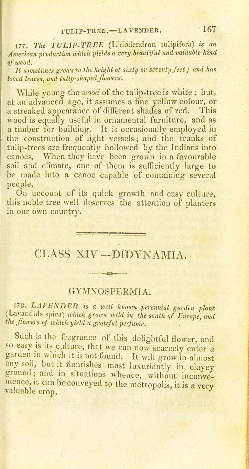 TULIP-TREE.—LAVENDER. 177. The TULIP-TREE (Lirioclendron tulipifera) is an American production which yields a very beautiful and valuable kind of wood. It sometimes groivs to the heig ht of sixty or seventy feet; and has lobed leaves, and tulip-shaped flowers. While young the ivood of the tulip-tree is white ; but, at an advanced age, it assumes a fine yellow colour, or a streaked appearance of different shades of red. This wood is equally useful in ornamental furniture, and as a timber for building. It is occasionally employed in the construction of light vessels; and the trunks of tulip-trees are frequently hollowed by the Indians into canoes. When they have been grown in a favourable soil and climate, one of them is sufficiently large to be made into a canoe capable of containing several people. On account of its quick growth and easy culture, this noble tree well deserves the attention of planters in our own country. CLASS XIV—DIDYNAMIA. GYMNOSPERMIA. 178. LAVENDER is a well known perennial garden plant (Lavandula spica) which grows wild in the south of Europe, and the flowers of which yield a grateful perfume. Such is the fragrance of this delightful flower, and so easy 1S its culture, that we can now scarcely enter a garden in which it is not found. It will grow in almost any soil, but it flourishes most luxuriantly in clayey ground; and in situations whence, without inconve- nience, it can be conveyed to the metropolis, it is a very valuable crop. 3