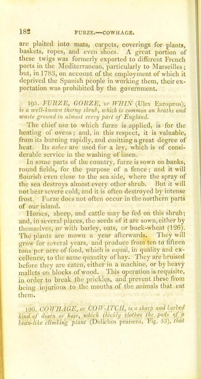 are plaited into mats, carpets, coverings for plants, baskets, ropes, and even shoes. A great portion of these twigs was formerly exported to different French ports in the Mediterranean, particularly to Marseilles; but, in 1783, on account of the employment of which it deprived the Spanish people in working them, their ex- portation was prohibited by the government. 195. FURZE, GORZE, or JVHIN (Ulex Europseus), is a well-known thorny shrub, which is common on heaths and waste ground in almost every part of England. The chief use to which furze is applied, is for the heating of ovens; and, in this respect, it is valuable, from its burning rapidly, and emitting a great degree of heat. Its ashes are used for a ley, which is of consi- derable service in the washing of linen. In some parts of the country, furze is sown on banks, round fields, for the purpose of a fence; and it will flourish even close to the sea side, where the spray of the sea destroys almost every other shrub. But it will not bear severe cold, and it is often destroyed by intense frost. Furze does not often occur in the northern parts of our island. Horses, sheep, and cattle may be fed on this shrub; and, in several places, the seeds of it are sown, either by themselves, or with barley, oats, or buck-wheat (126). The plants are mown a year afterwards. They will grow for several years, and produce from ten to fifteen tons per acre of food, which is equal, in quality and ex- cellence, to the same quantity of hay. They are bruised before they are eaten, either in a machine, or by heavy mallets on blocks of wood. This operation is requisite, in order to break the prickles, and prevent these from being injurious to the mouths, of the animals that eat them. 196. COJflLlGE, or COW-ITCH, is.a sharp and hailed kind of down or hair, which thickly clothes the pods 'of a bean-like climbingplant (DolLchos pruriens, Fig. 53), that